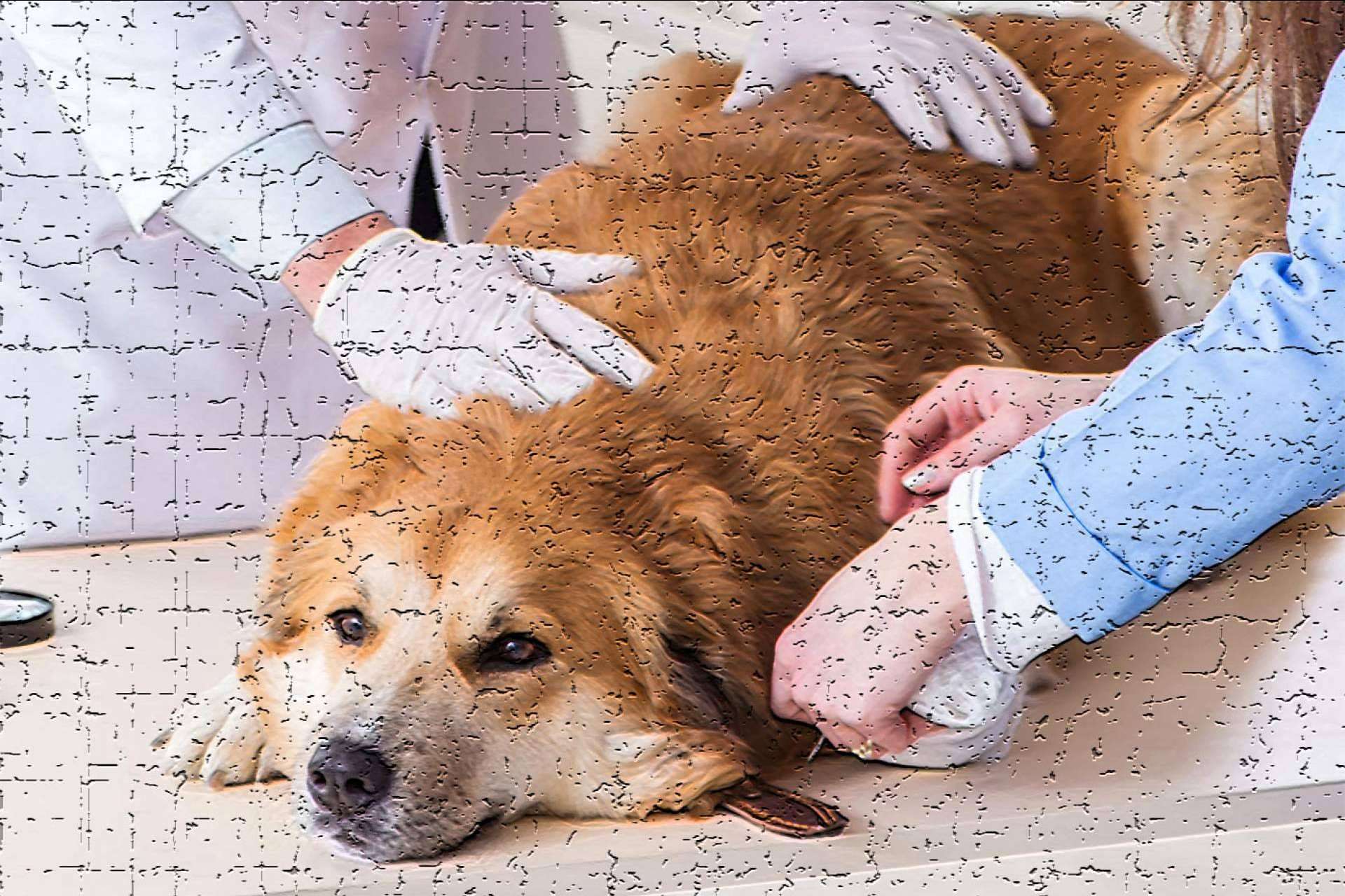 Wolves Legacy Dog Food expone por qué no se debería incluir condroprotectores en los piensos para perros