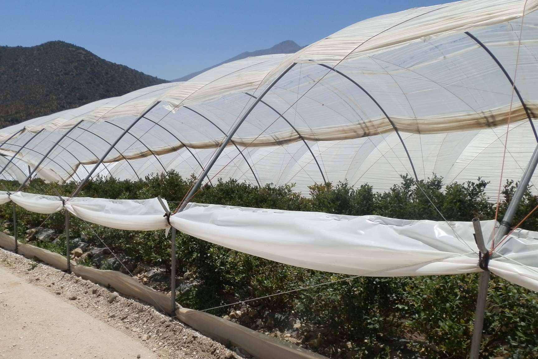 AGRICOVER, el nuevo paquete tecnológico para proteger los cultivos de AGRALIA