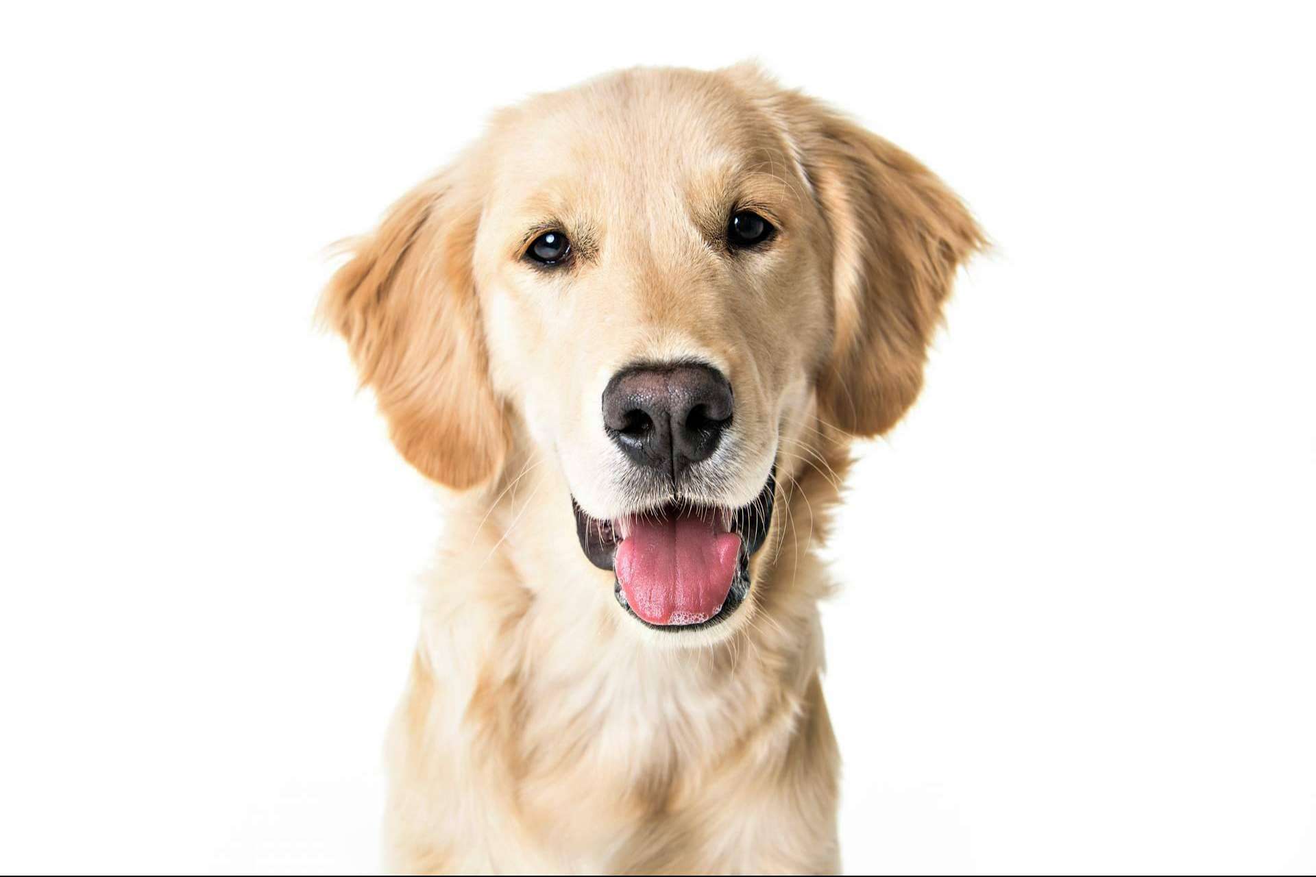 El punto de venta de cachorros y accesorios para mascotas, 101 Cachorros