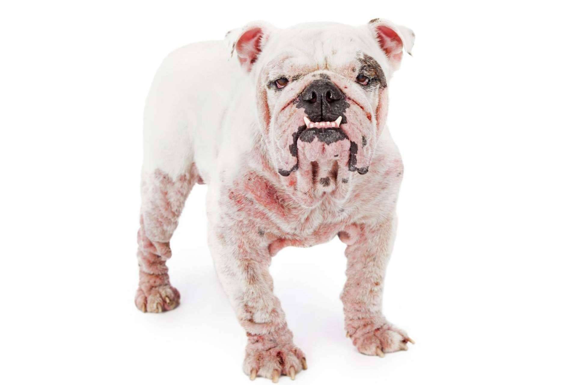 ¿Qué es el pienso hipoalergénico para perros?