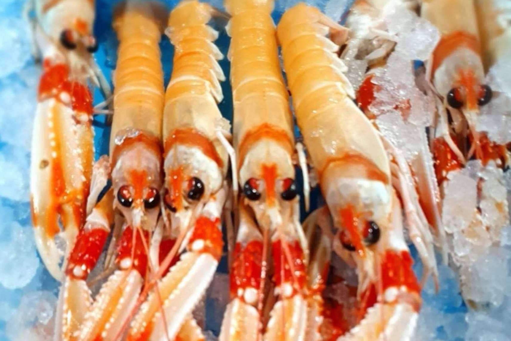 Hacer las compras de mariscos y pescados para la Navidad en comprarpescadoonline.es