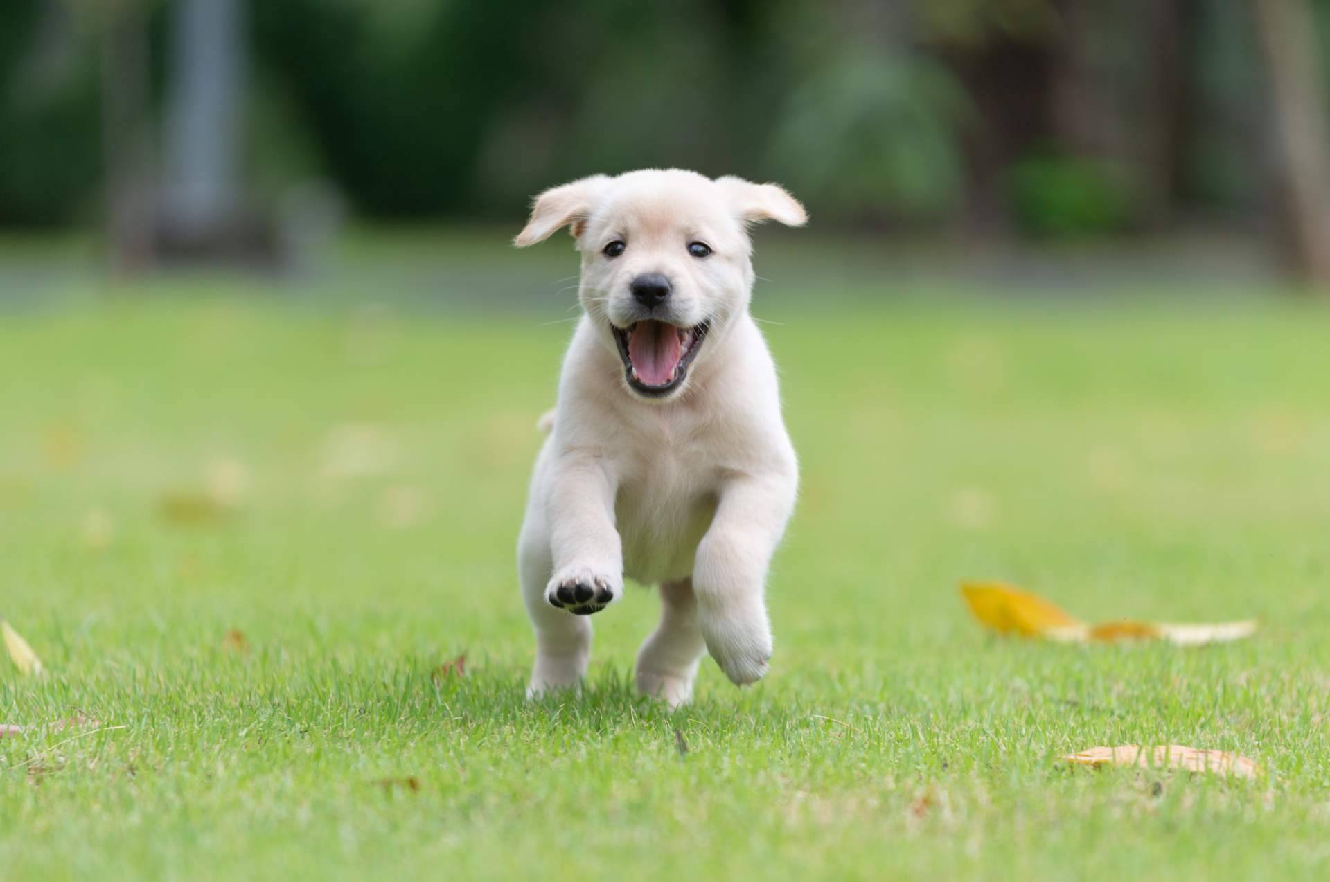 La relevancia de comprar cachorros sanos en una tienda fiable como 101 Cachorros