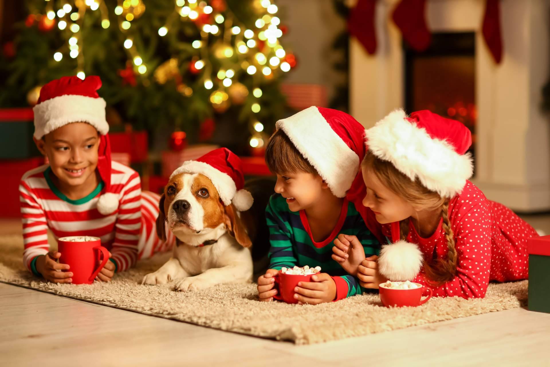 Navidad en familia multiespecie. ¿Cómo incluir los perros y gatos en las fiestas?