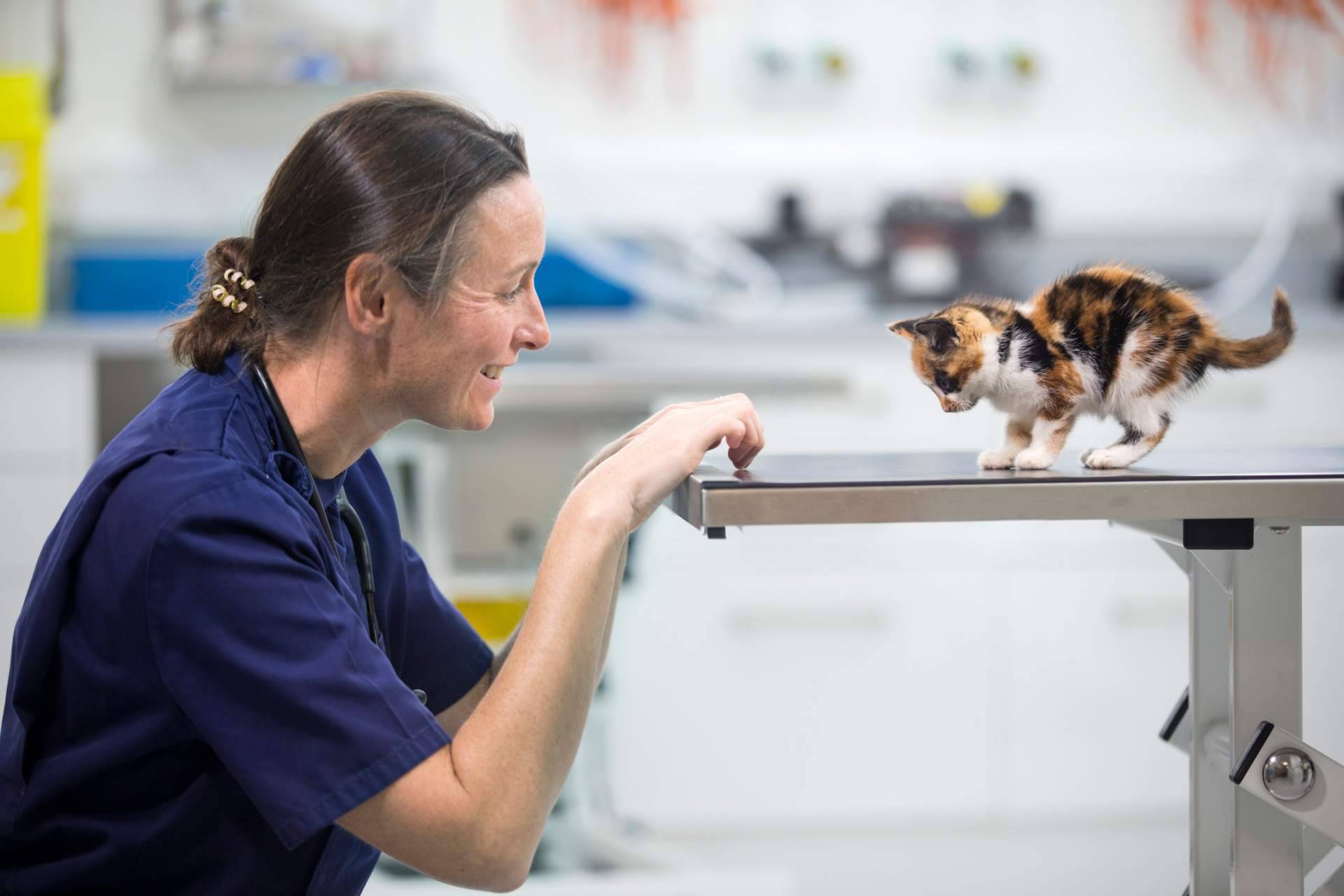 El seguro veterinario mejor valorado del mercado en Trustpilot