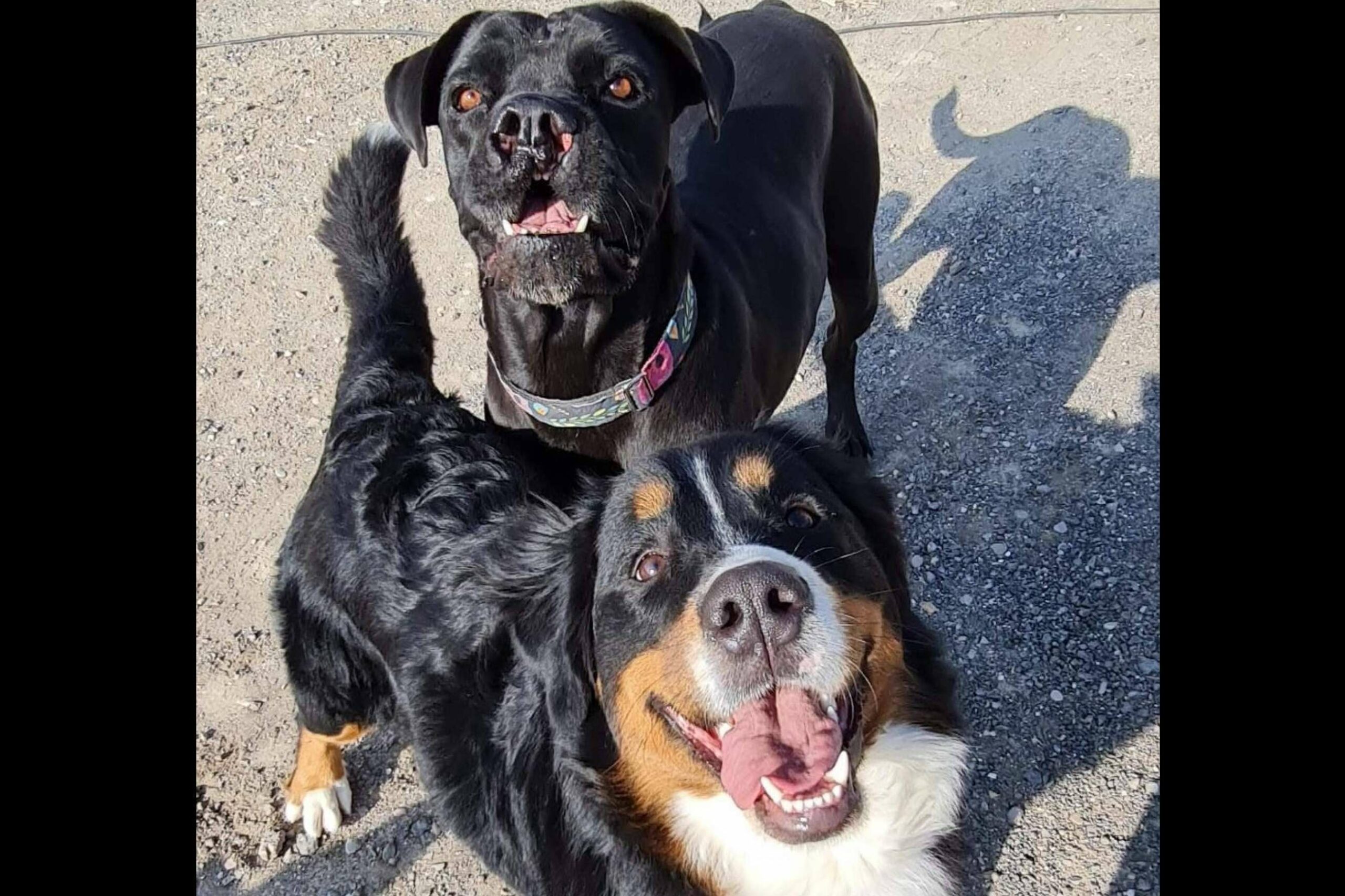 Las ventajas de una guardería de día para perros, por PERROBUENO