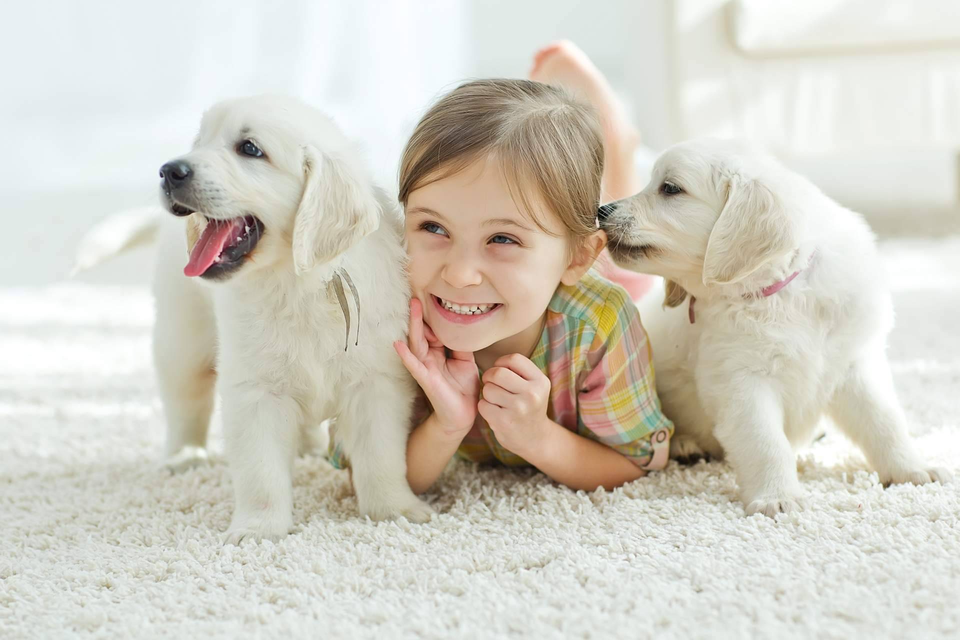 101 Cachorros defiende que la compra de cachorros en navidades debe de ser controlada y no una compra compulsiva
