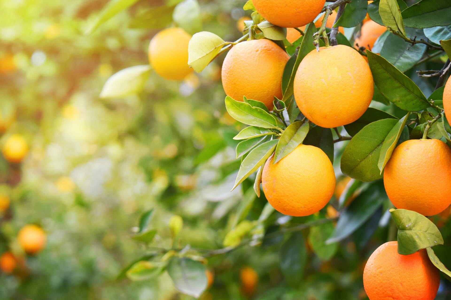 Los beneficios de la naranja para la salud de la mano de Sabor a Naranjas