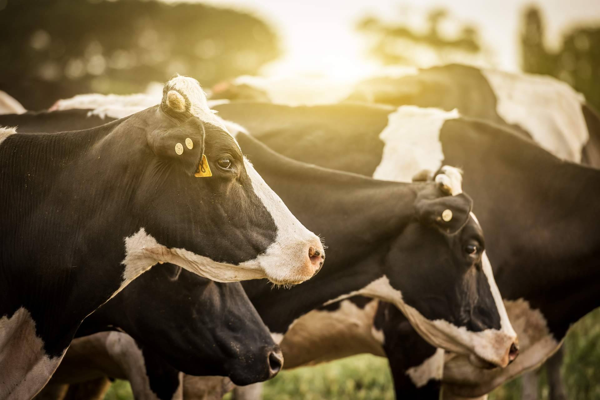 Innogando y Mindsaic, las dos empresas gallegas que son capaces de hablar con las vacas