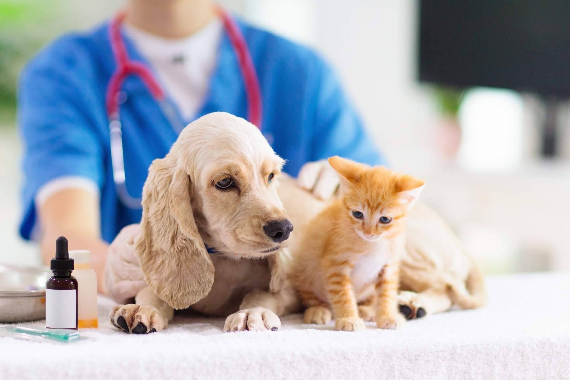 1 Click Vet, un veterinario de urgencias, de confianza, 24h y a domicilio