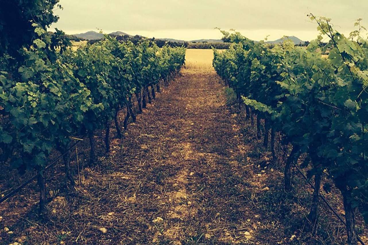 3.10 Celler, la maravillosa experiencia de disfrutar de vinos ecológicos