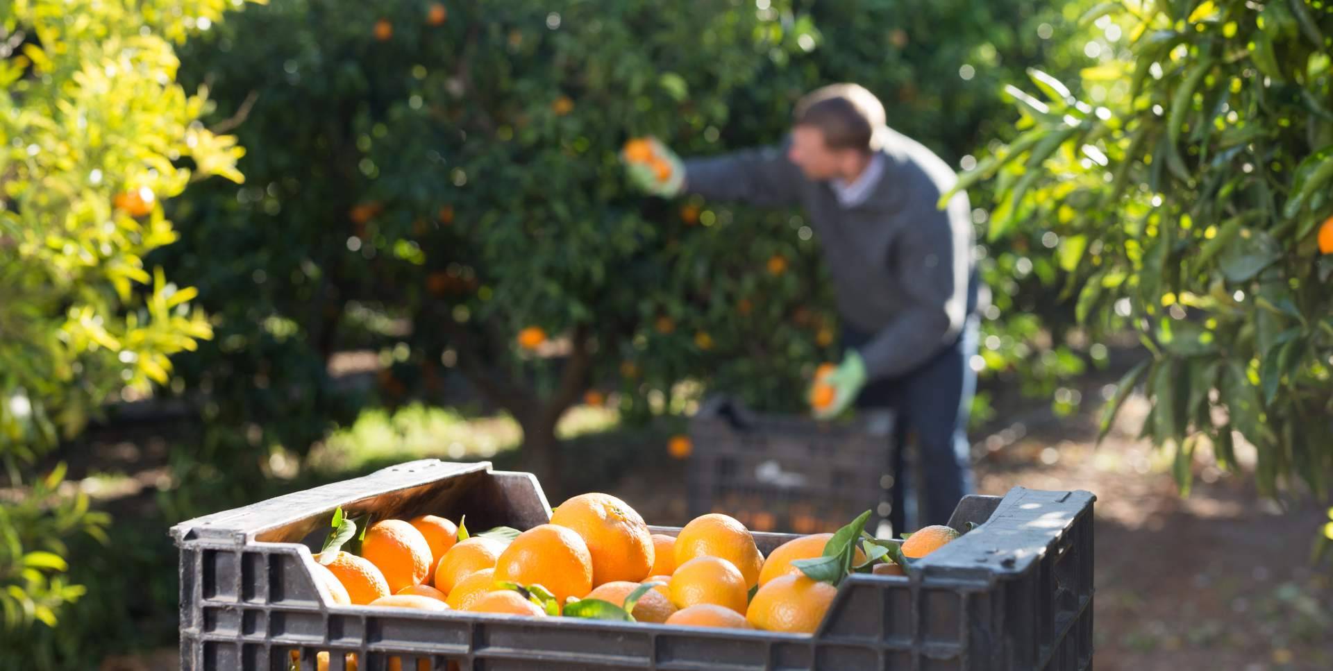 Adquirir naranjas directamente al agricultor es posible a través de la Finca El Carraixet