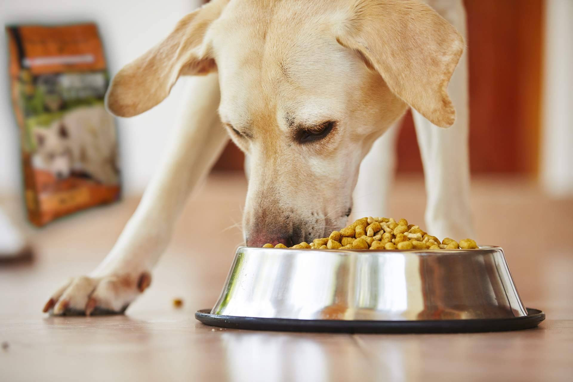 Pienso para perros, ¿qué es realmente eso?