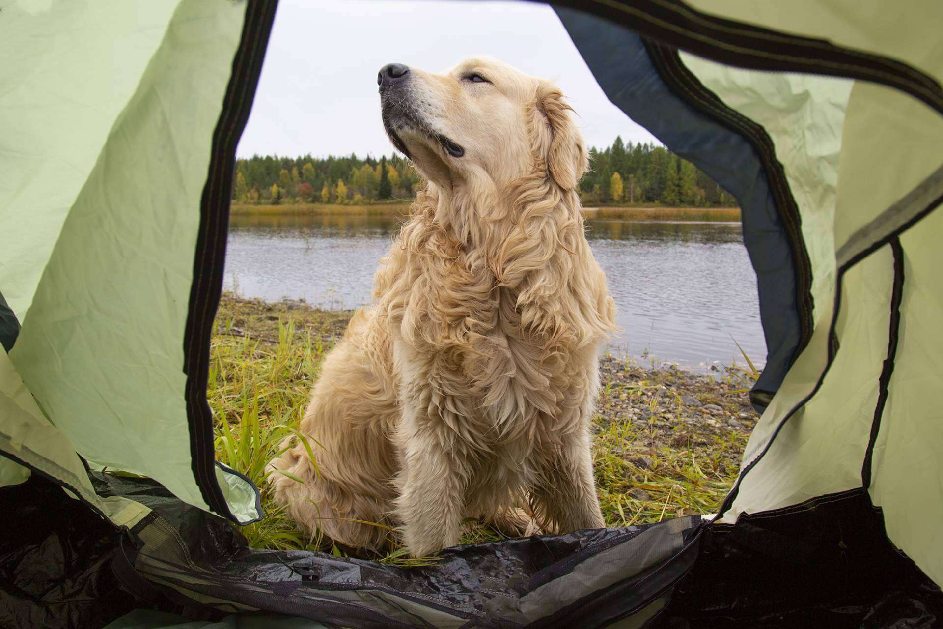 Mooiza flex, un producto especial para las articulaciones de perros