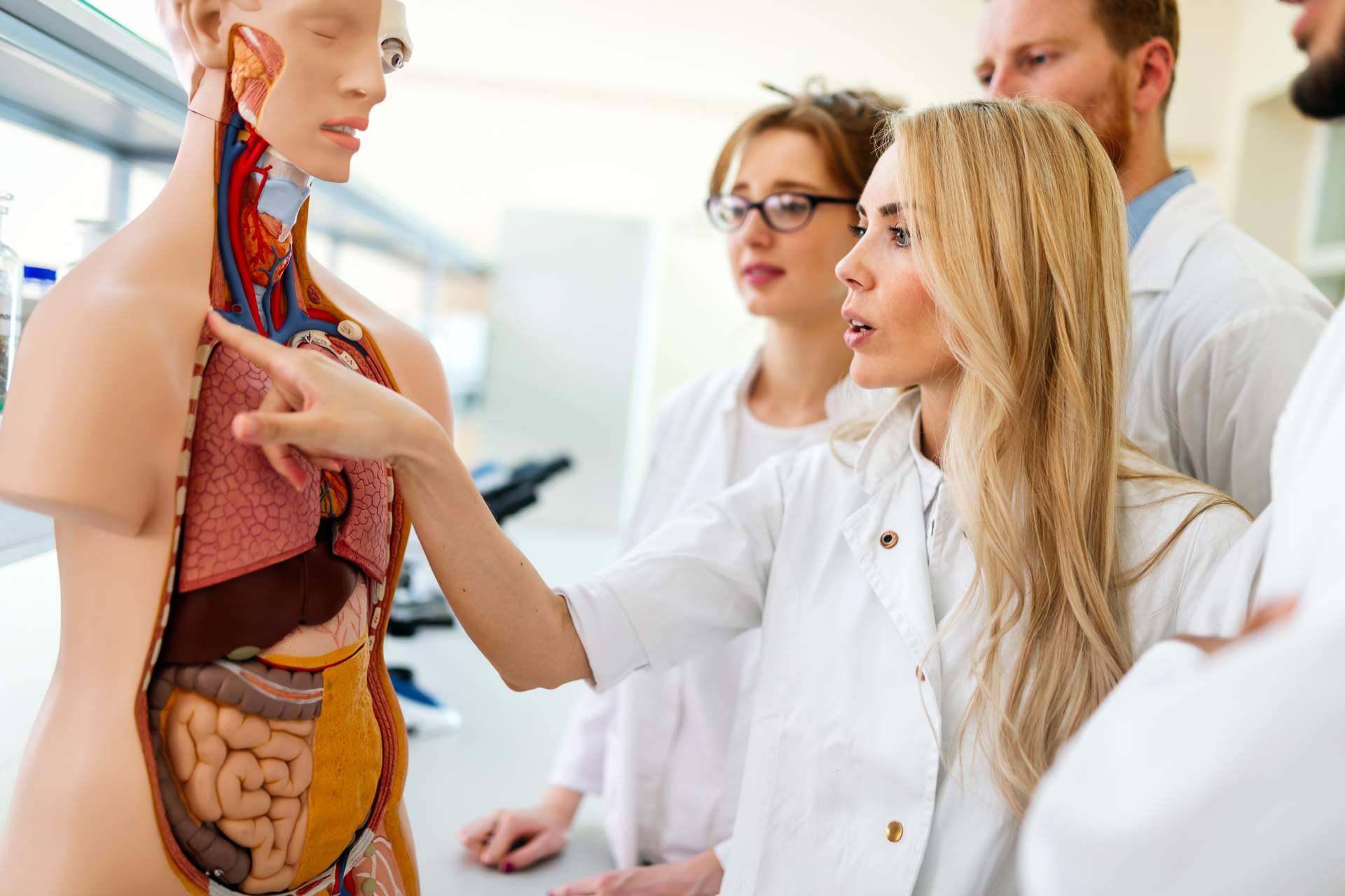 La relevancia de conocer todas las partes del cuerpo humano gracias a atlasdeanatomía.com
