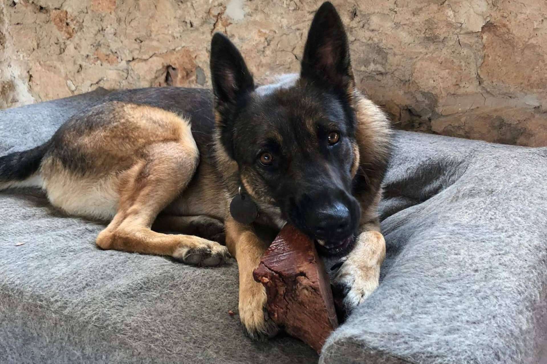 Los expertos de CRU recomiendan sus snacks saludables para perros