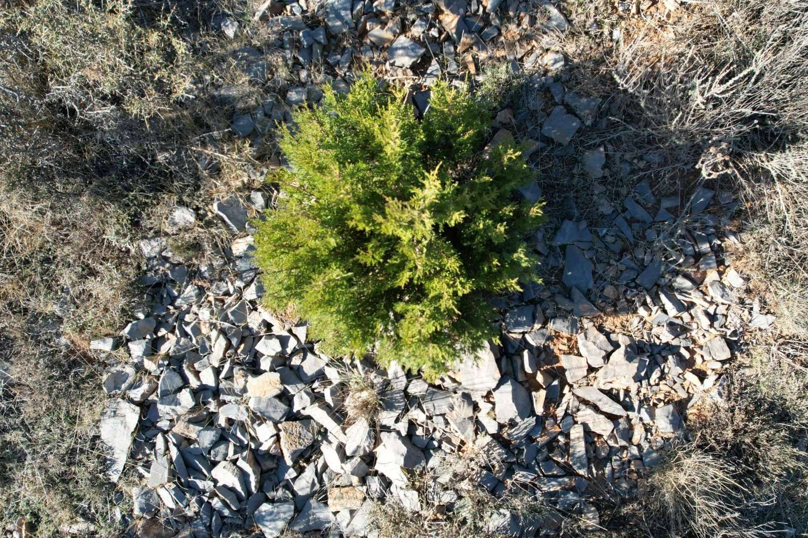 ¿Por qué es importante compensar la huella de carbono en España?