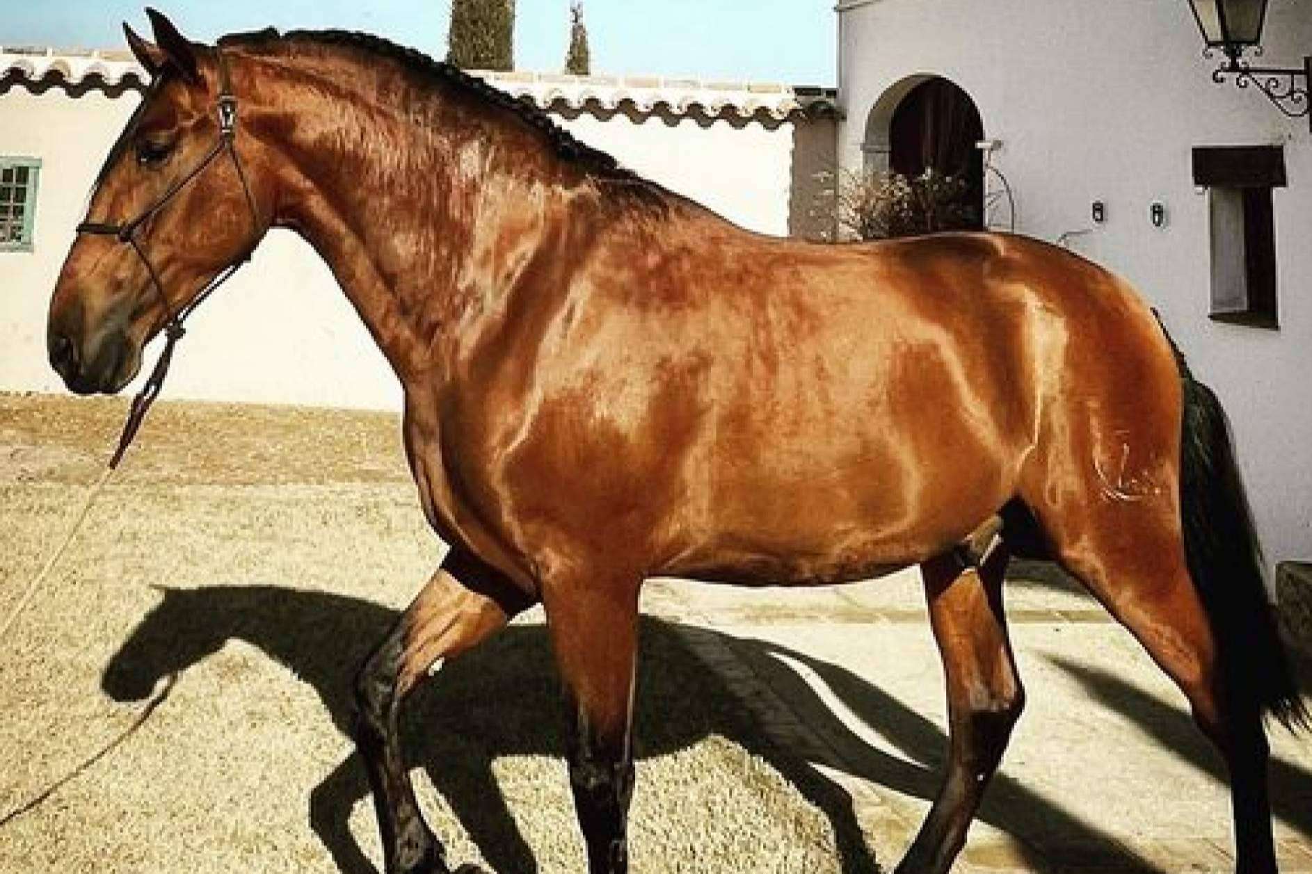 Yeguada La Pajarita, la empresa que se encarga de la venta de caballos en Albacete