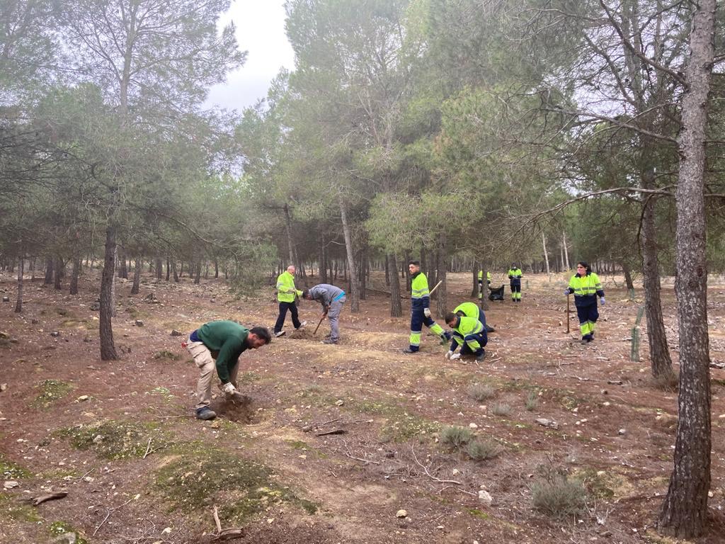 PLANTACIÓN DE 100 EJEMPLARES DE PINO CARRASCO EN MAJAL DE GRACIA