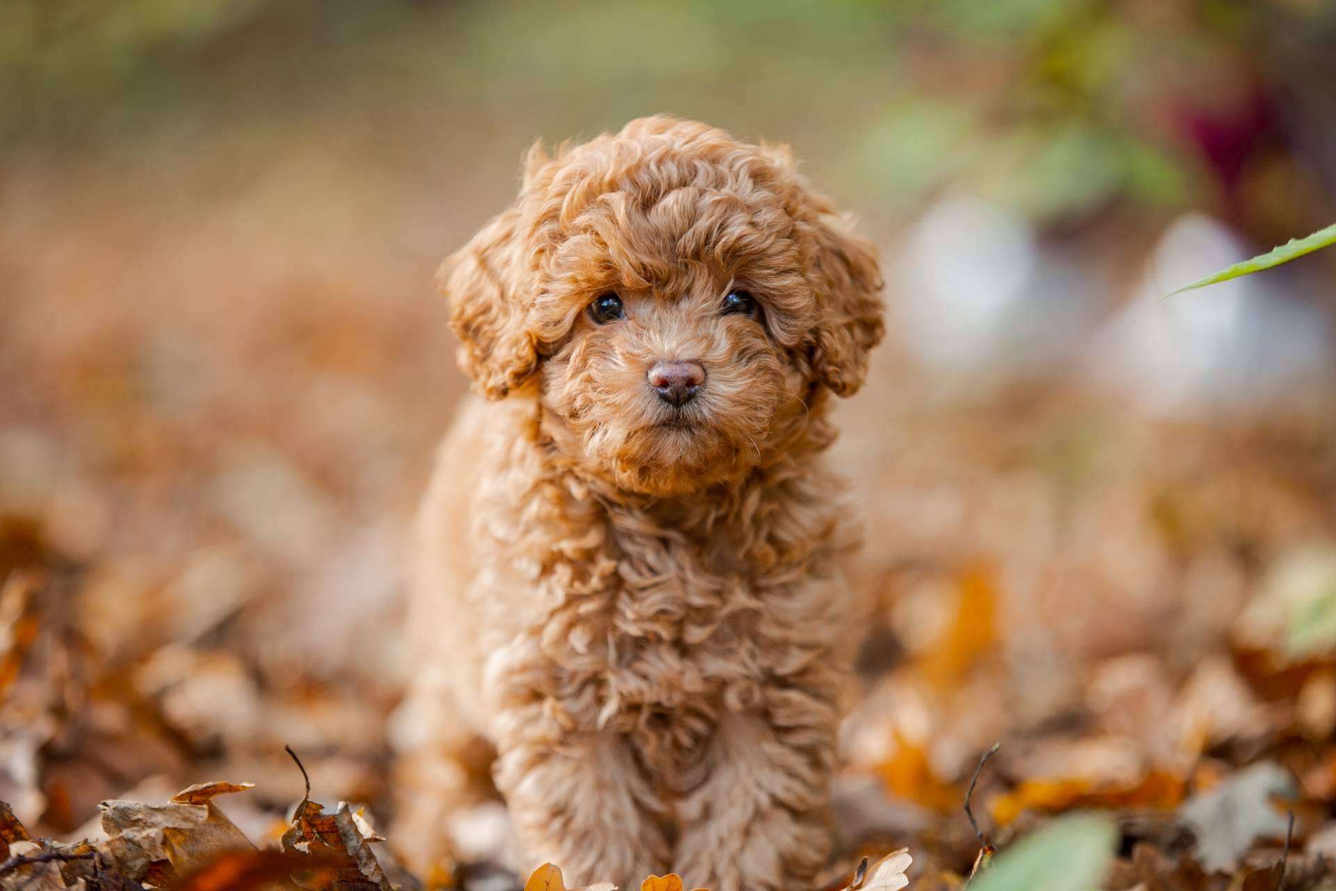 ¿Por qué es importante adquirir un cachorro sano en un lugar de confianza y con años de experiencia como Tienda Cachorro?