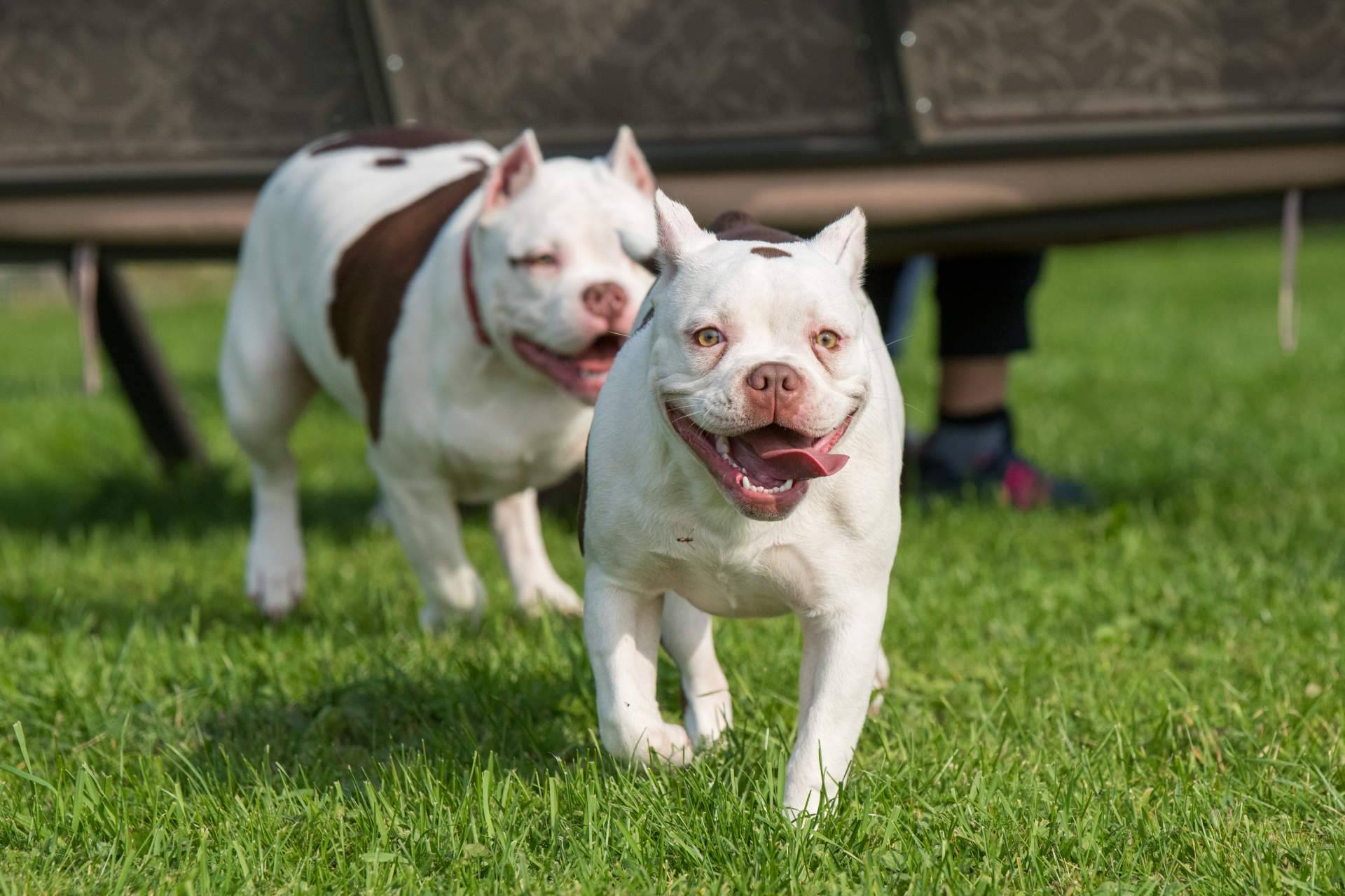 El criadero de perros Cachorros del Valle ofrece cachorros de razas de linaje puro y criados en familia