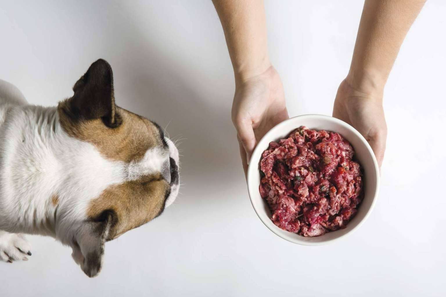 Controlar y prevenir la obesidad en perros de la mano de CRU