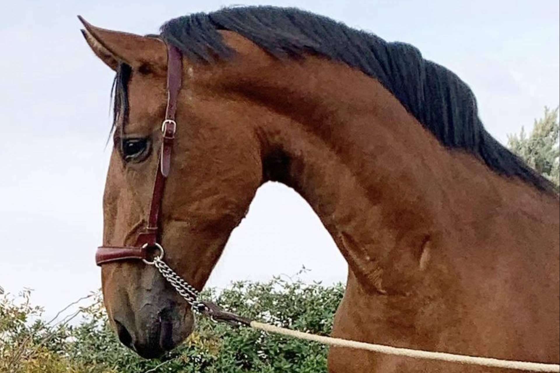 Los caballos PRE en venta de Yeguada La Pajarita, unos animales elegantes y resistentes