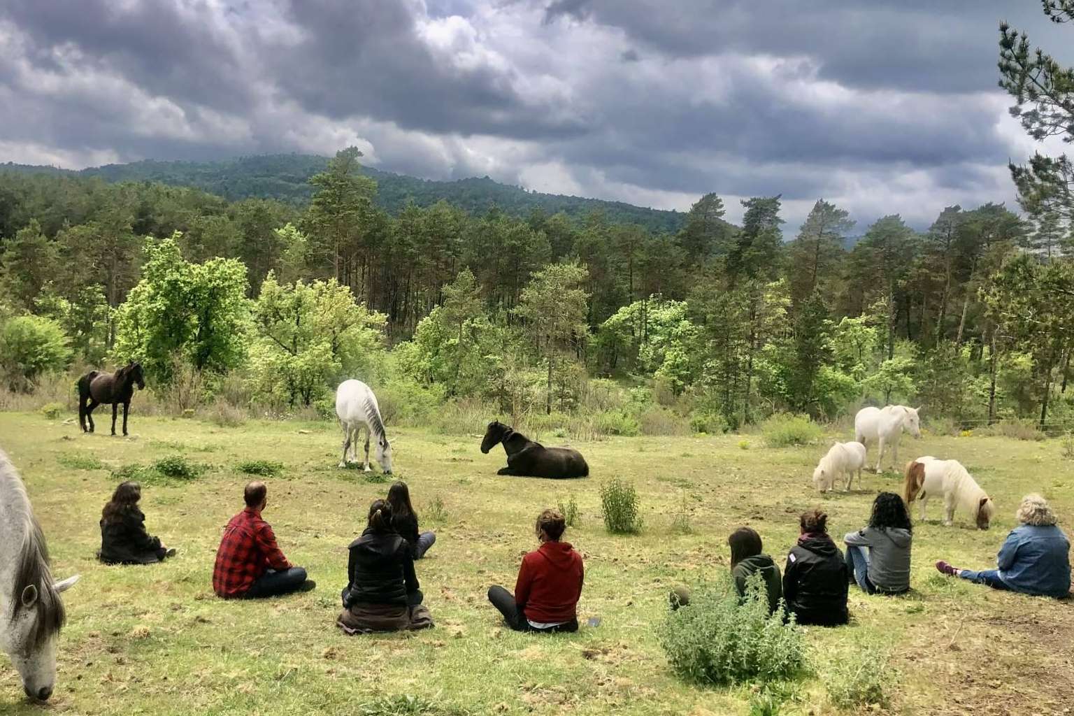 Una escuela de formación especializada en acompañamiento asistido con caballos en libertad, Aura