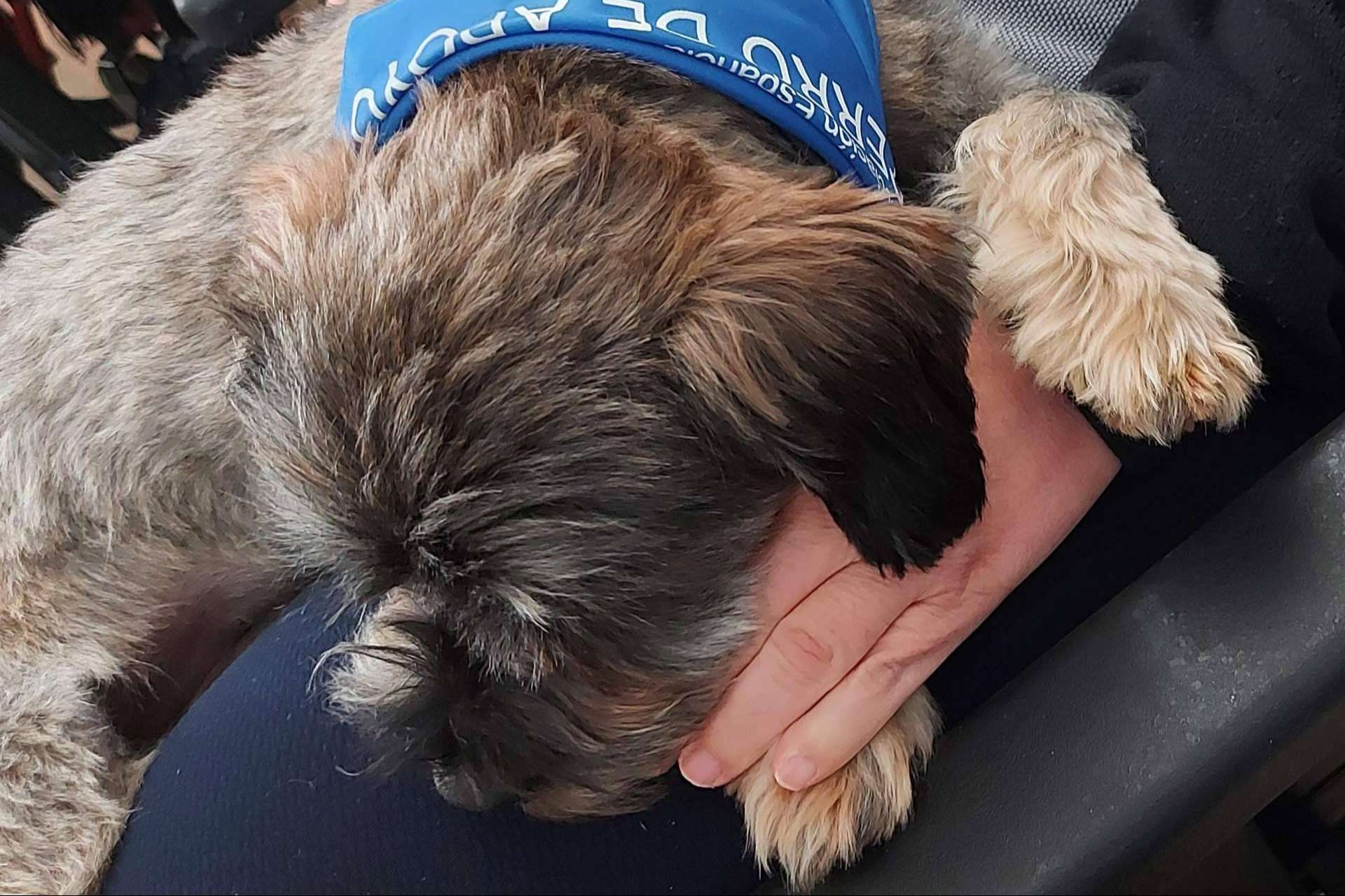Perros de apoyo emocional, con AEPA