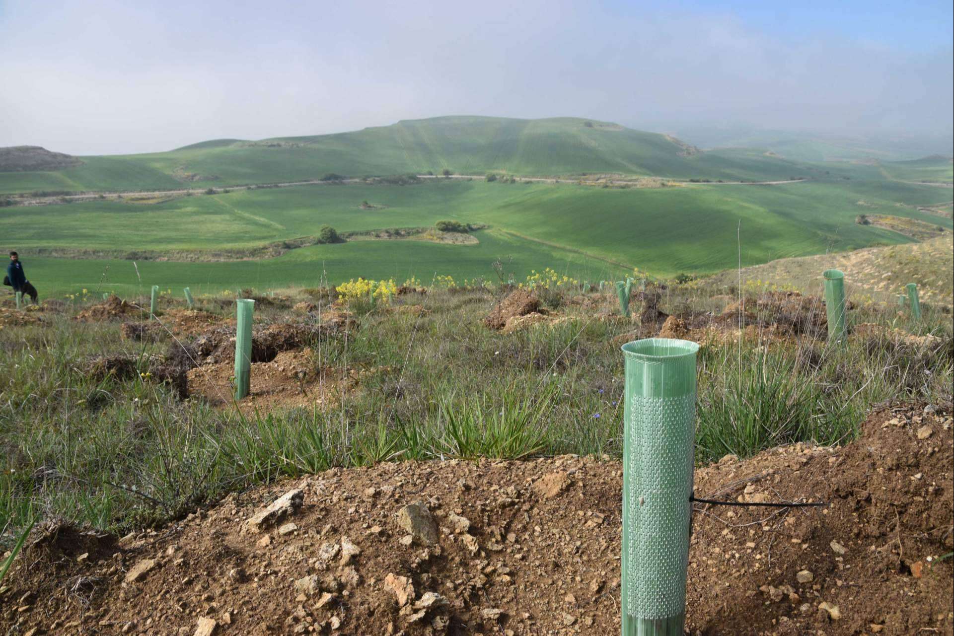 Solaria compensa más de 400 toneladas de CO2 gracias a una plantación forestal en Burgos