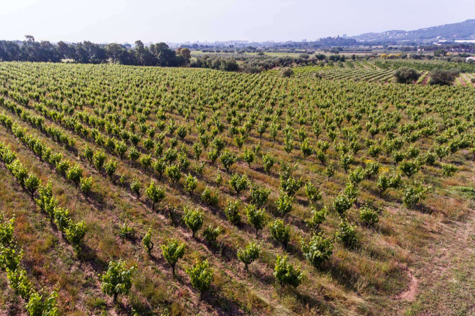 Celler Viníric, Calonge tierra de vinos
