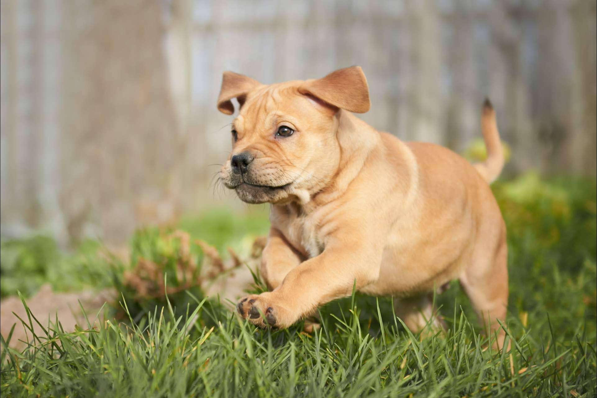 Cachorros del Valle, empresa especializada en la monta de cachorros nacionales