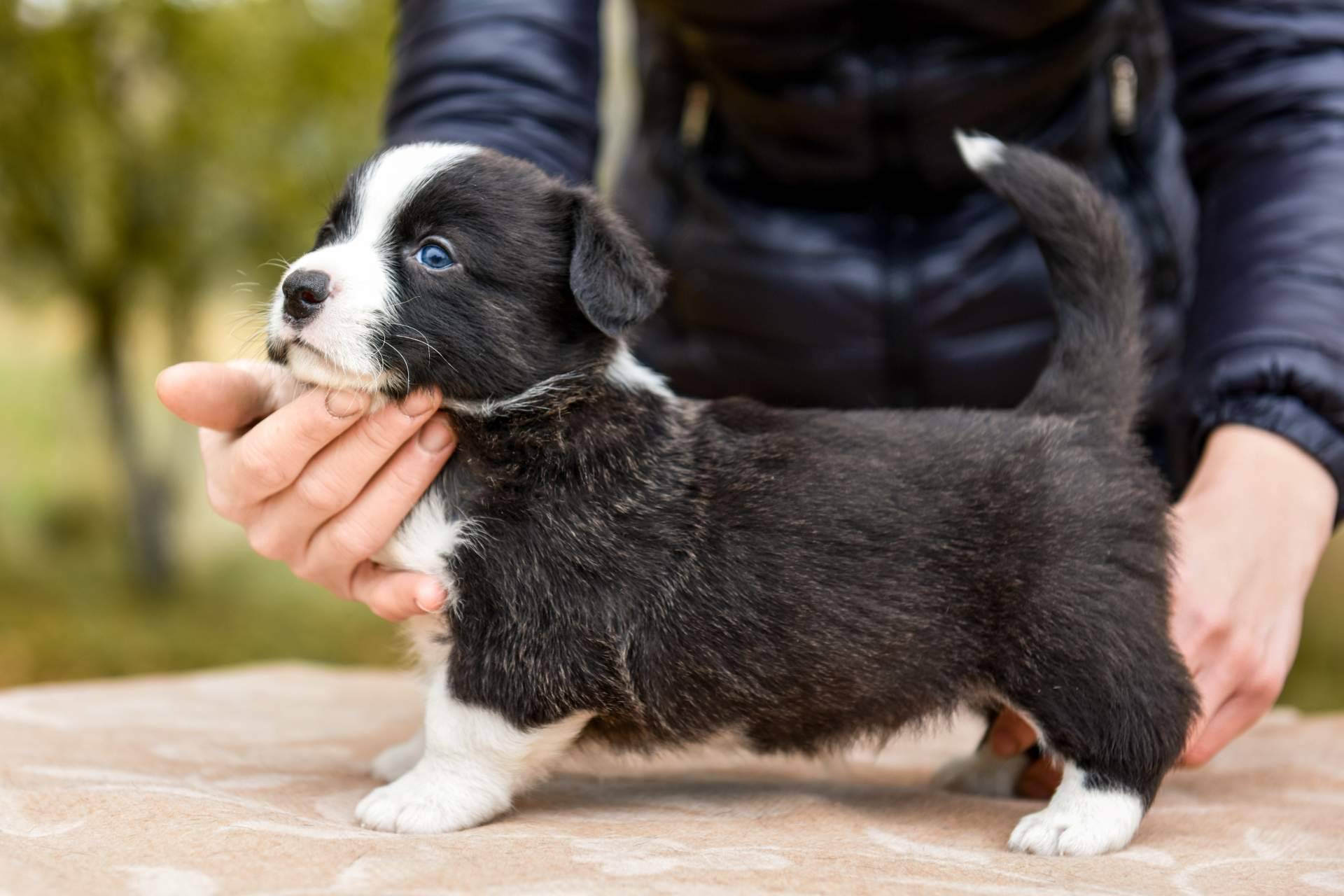 Criadero profesional con una amplia variedad de razas de perros