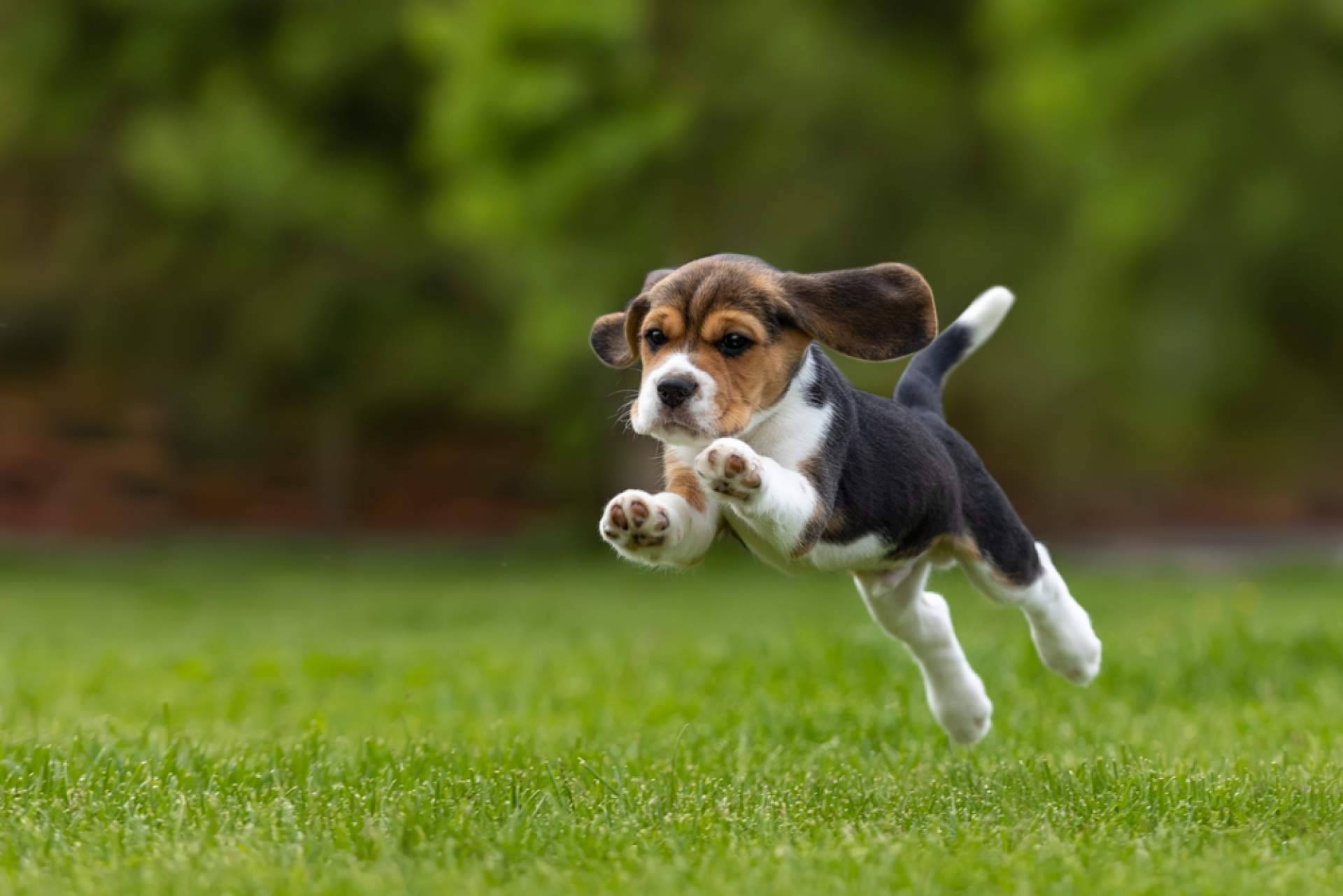 Todo lo que hay que saber para cuidar de un cachorro, por tiendacachorro.es