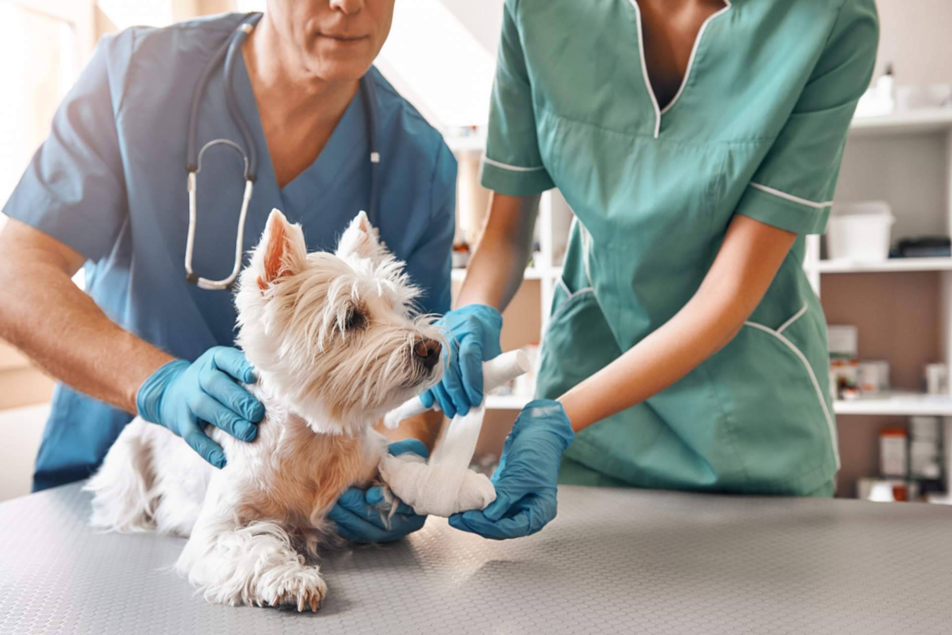 Curso de Auxiliar Veterinario con VetFormación