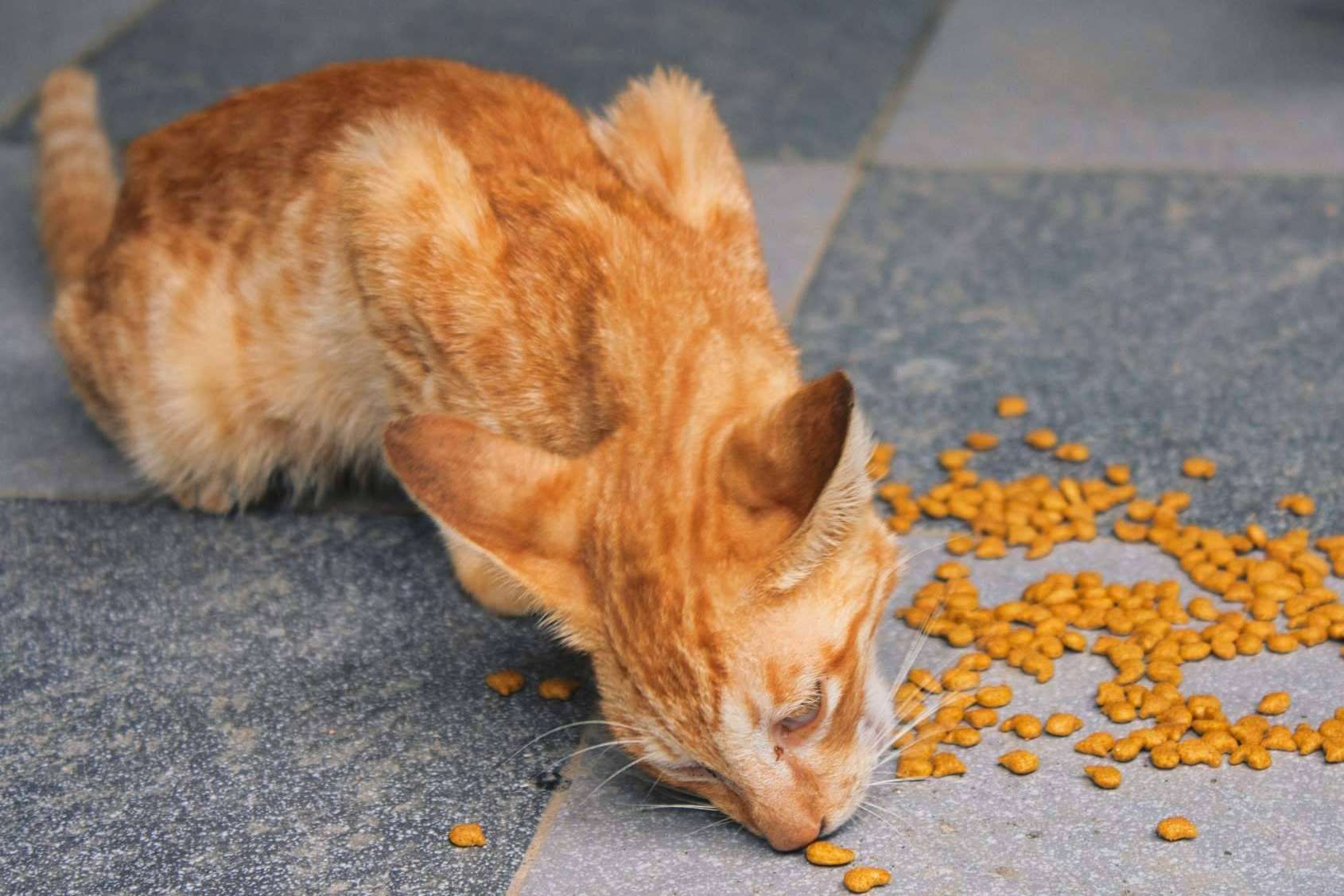 Garantizar una vida saludable paro los animales con piensos para gatos adecuados