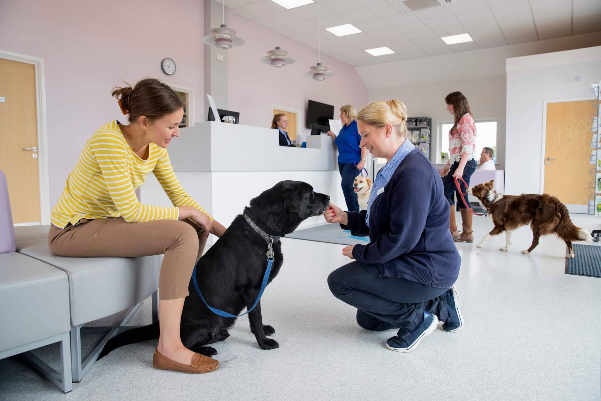 ¿Qué cubre el seguro veterinario de Barkibu?