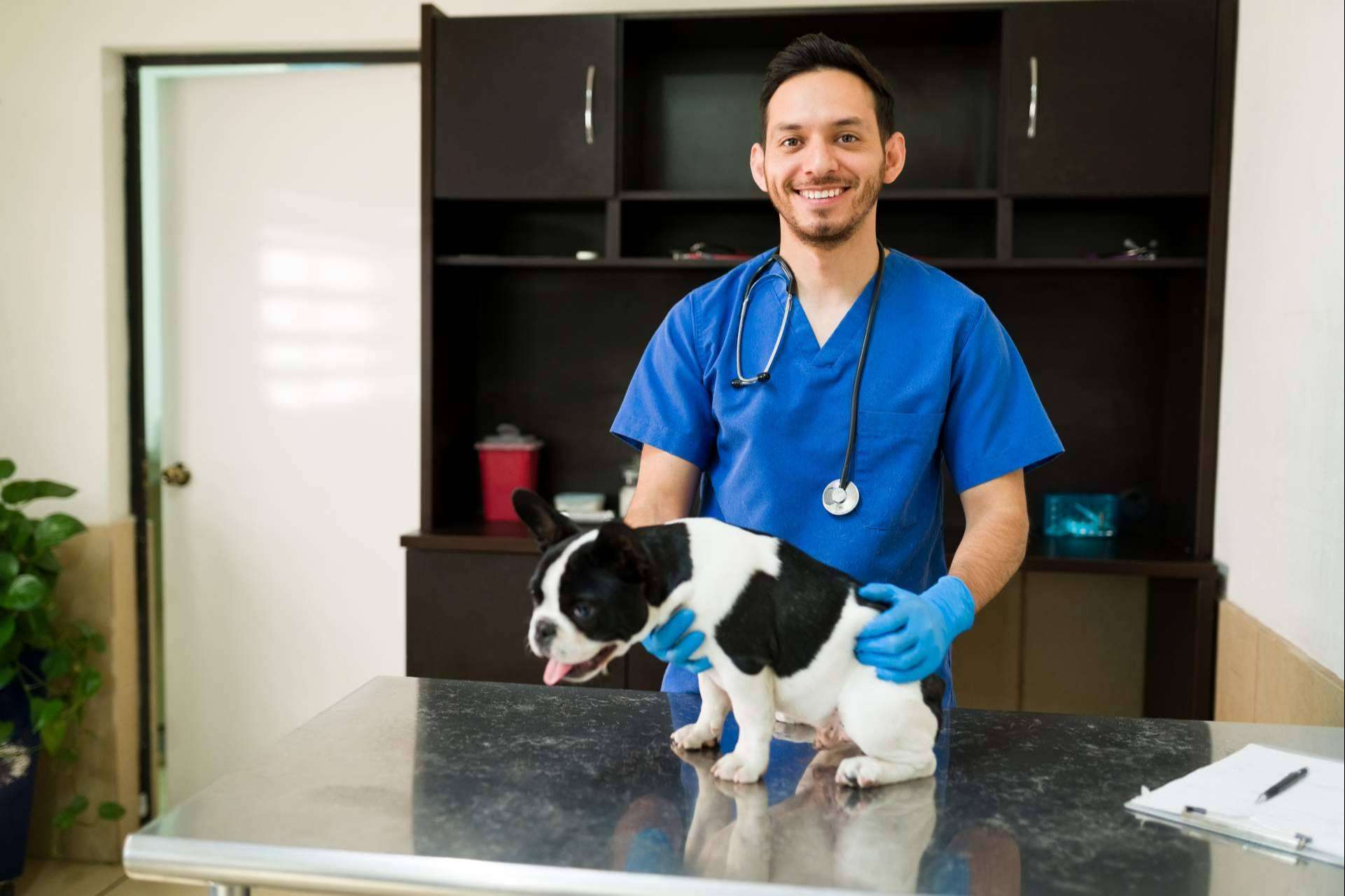 Barkibu presenta los seguros de mascotas para perros y gatos