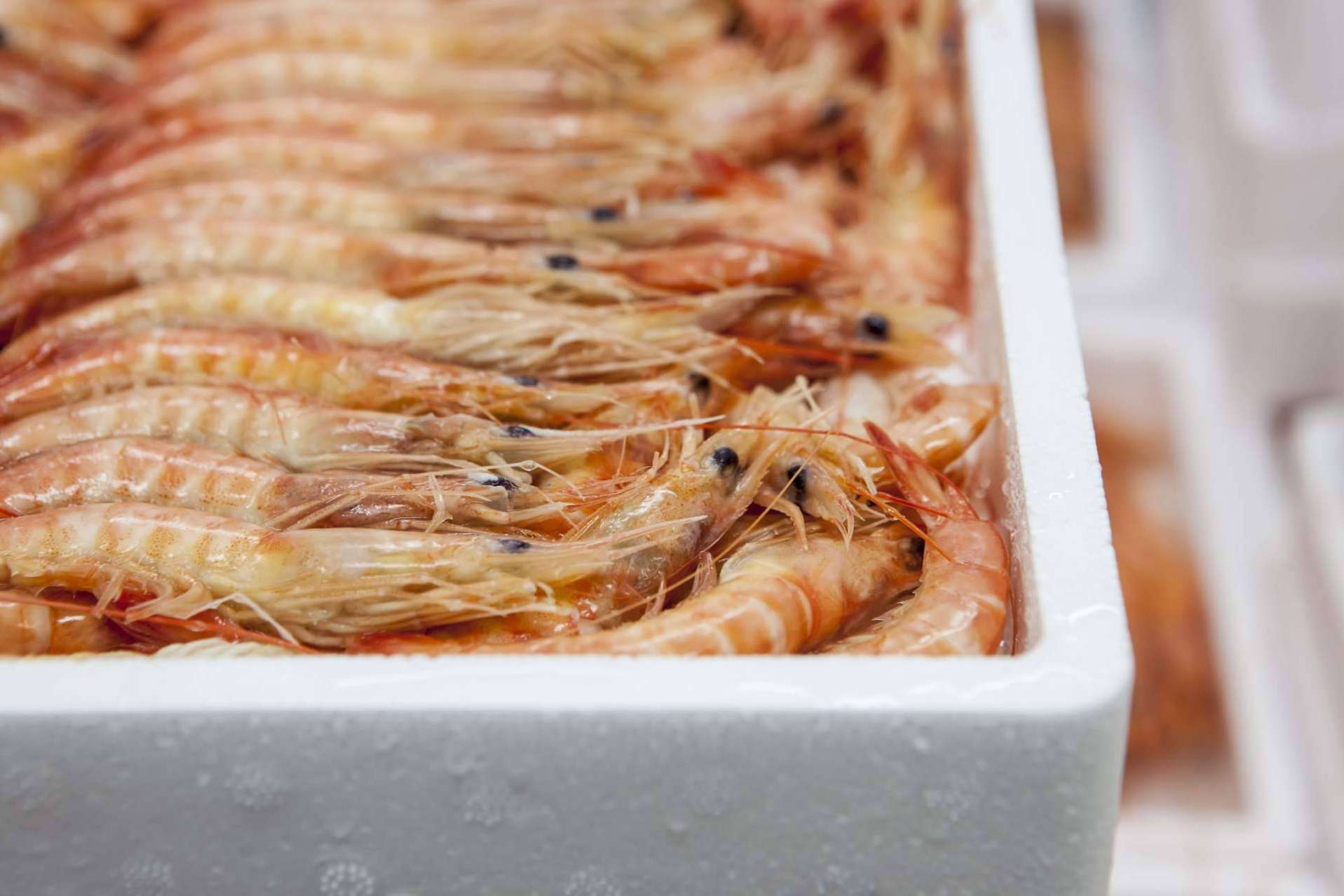 Mariscos Apolo importa marisco congelado y pescado de calidad