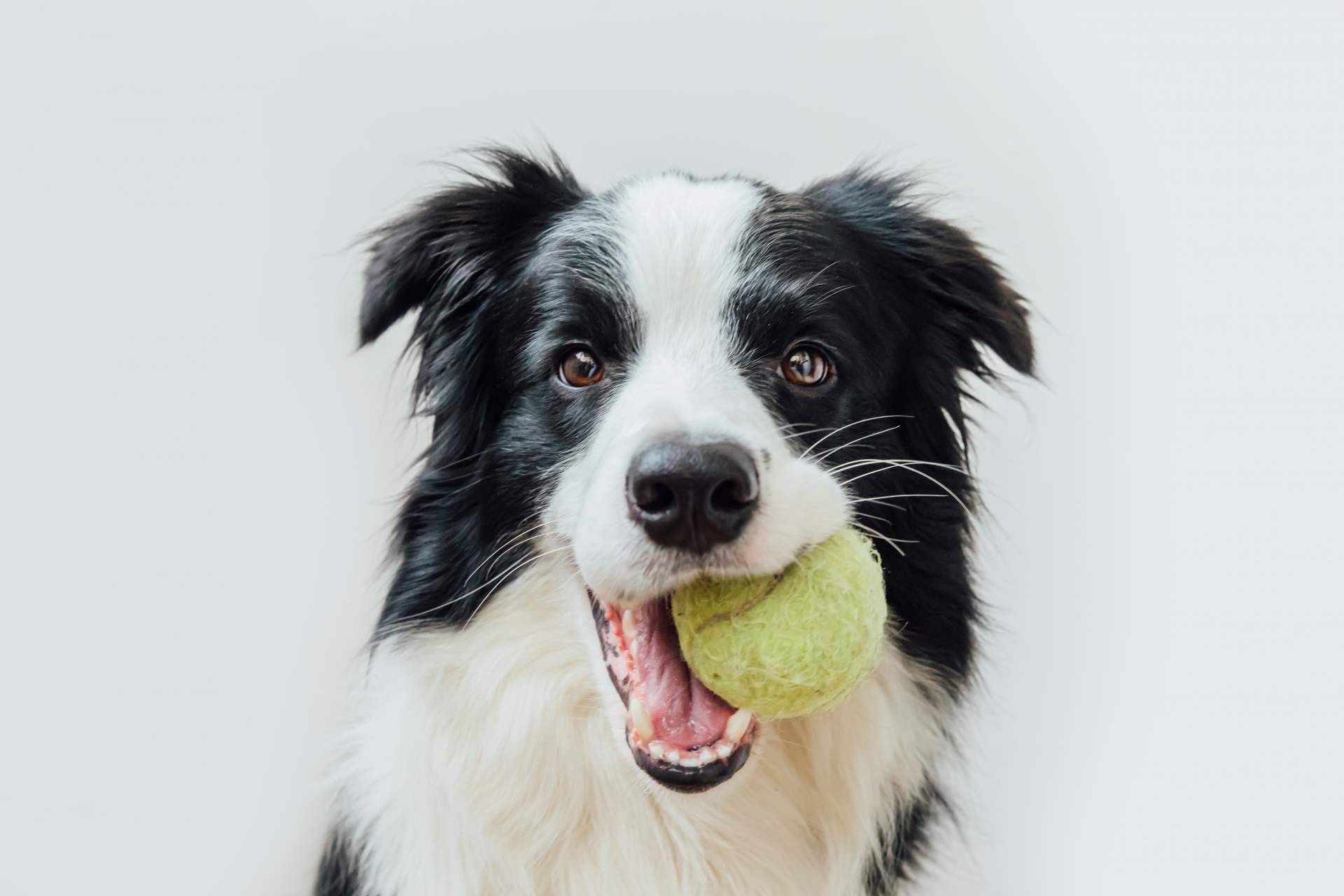 Pelitos Peluquería Canina, la importancia de la higiene de mascotas