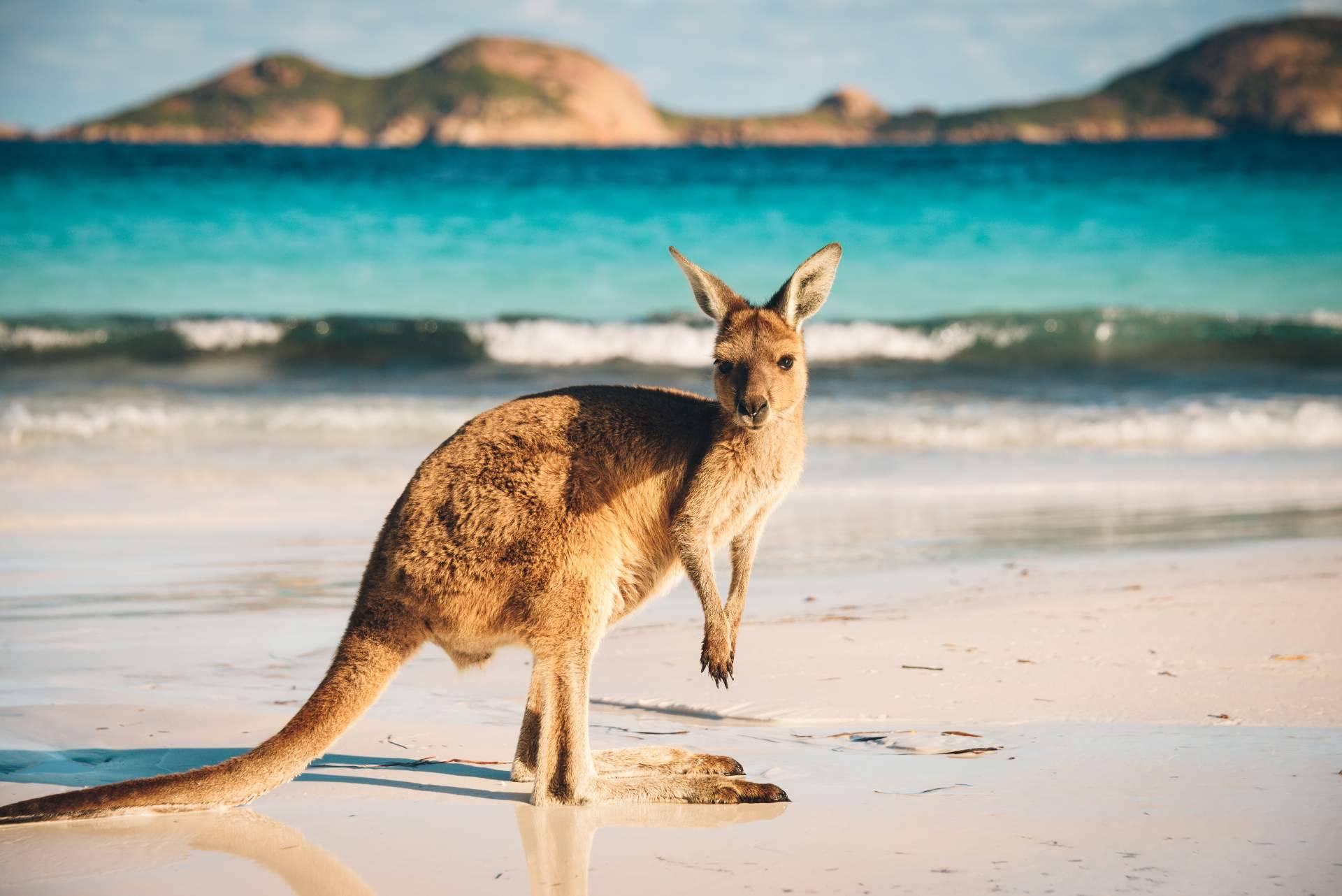 Australia y España se conectan