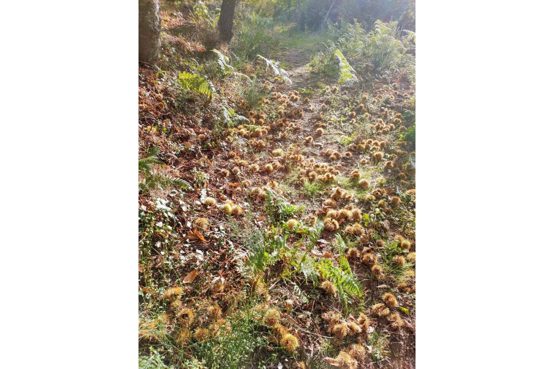 Celebrar el Otoño Mágico en Vive Baños de Montemayor