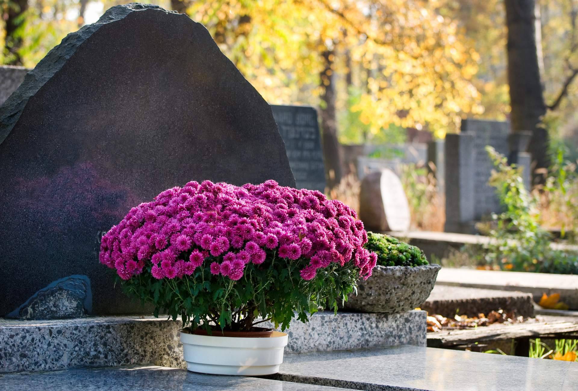 Durante el Día de Todos los Santos crece el interés por las flores para el cementerio en un 800 %