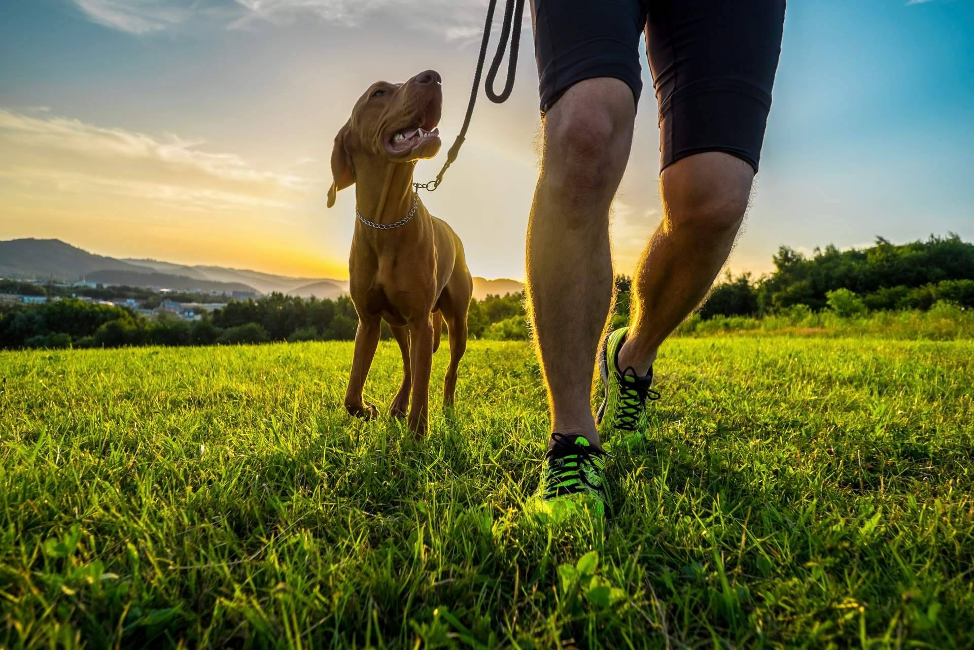 Cachorros del Valle y su programa de adiestramiento de perros