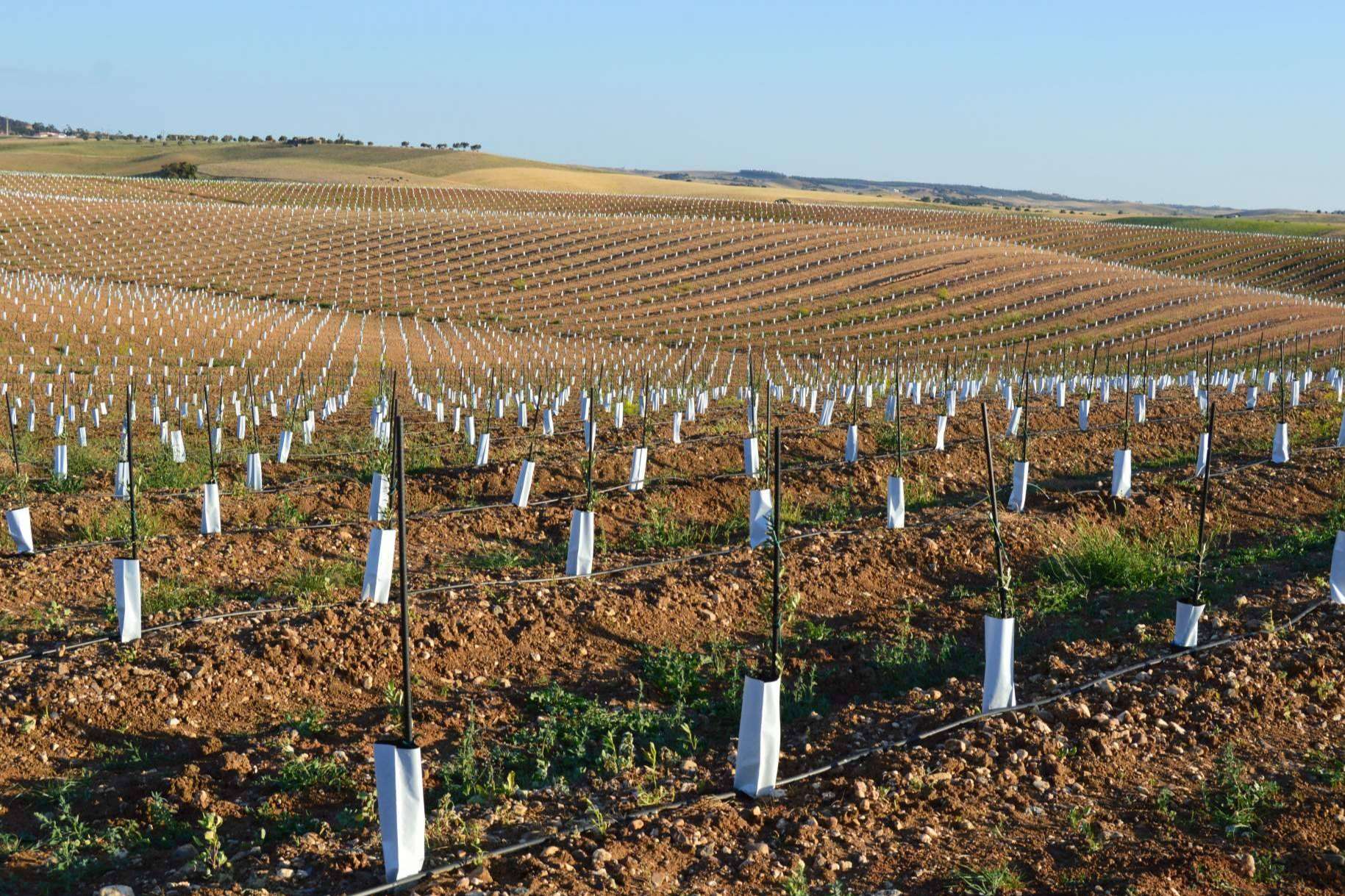 SAECO, suministros ecológicos y asesoramiento agrícola para cuidar y potenciar los cultivos