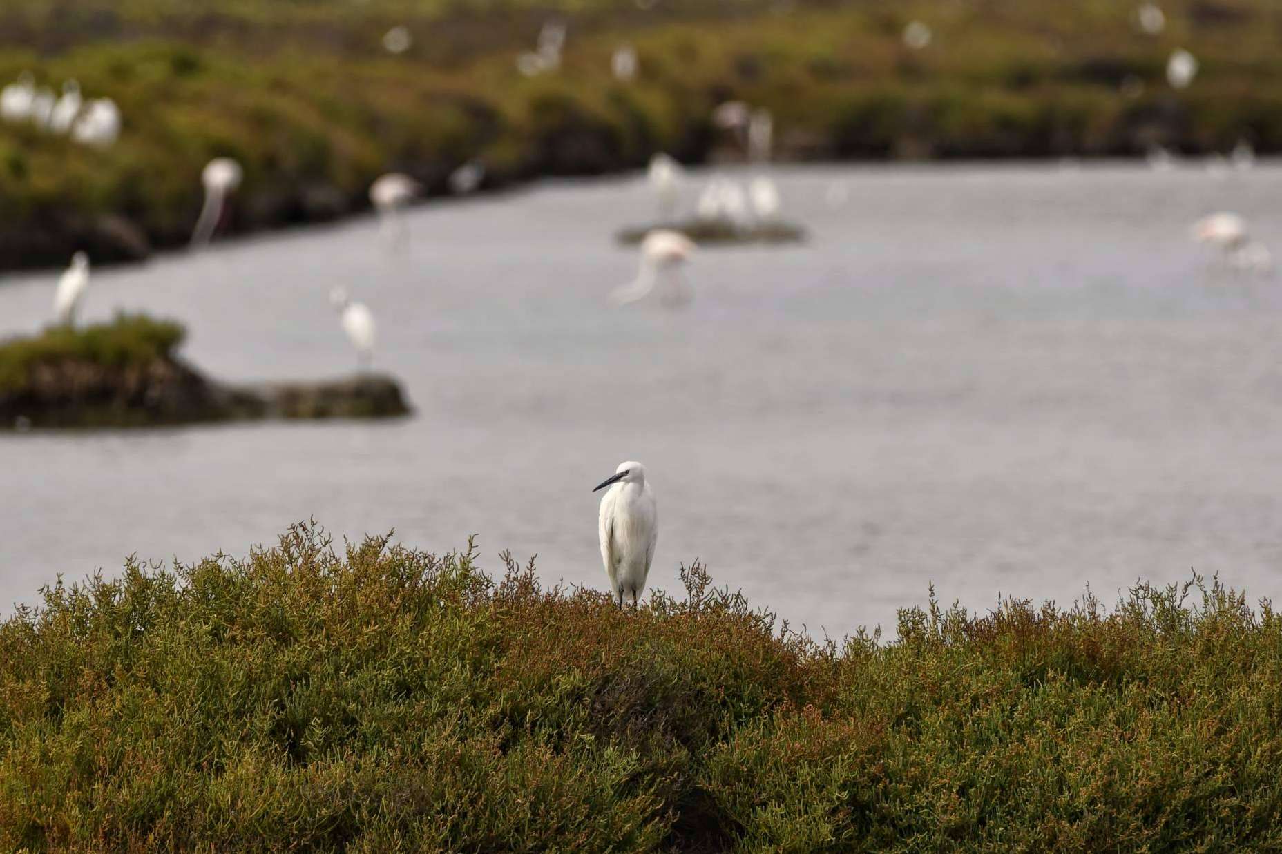 Una de las sales más sostenibles es la sal marina ecológica