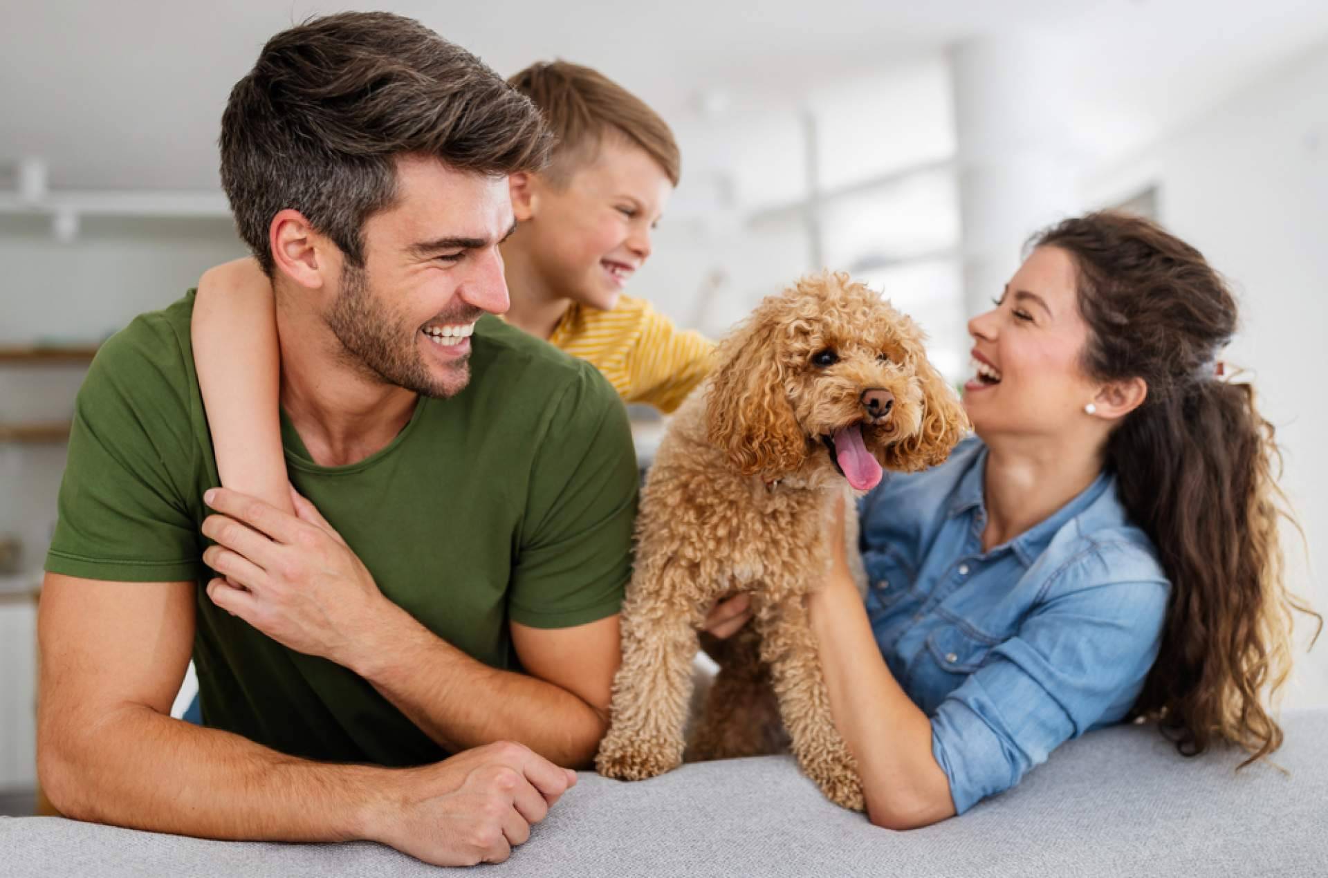 La Central del Cachorro, buscador de tiendas de mascotas para adoptar animales