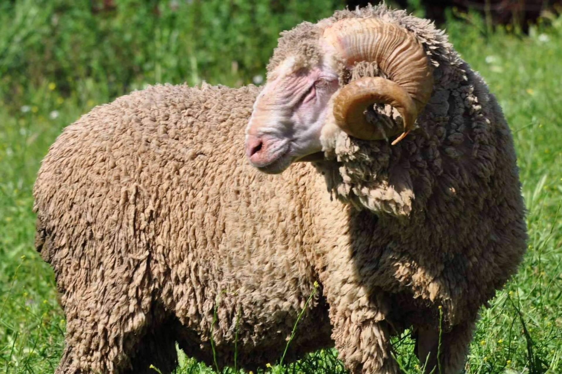La lana de oveja Merina, ¿por qué es tan especial?