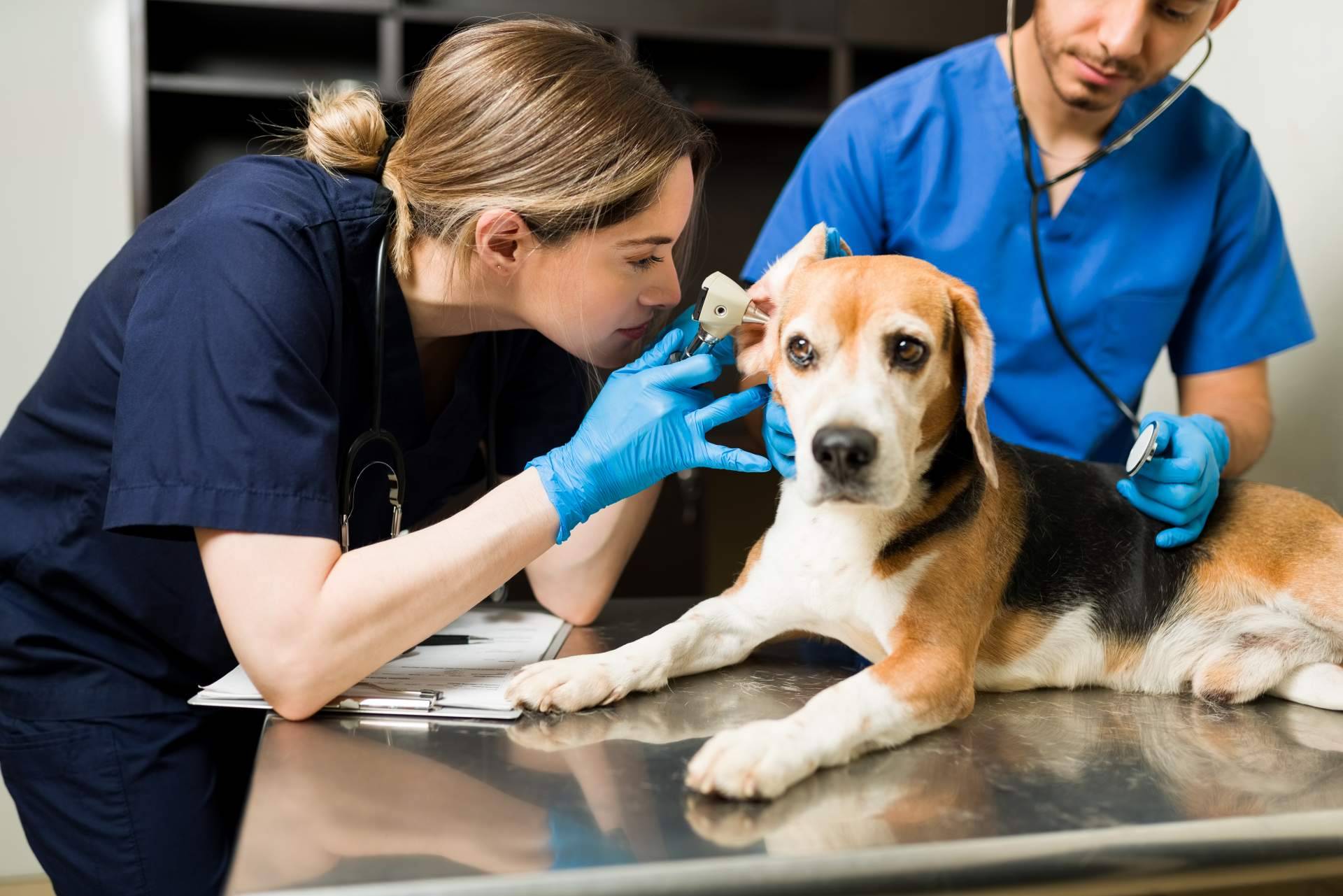 Barkibu explica qué es y cómo funciona un seguro para mascotas