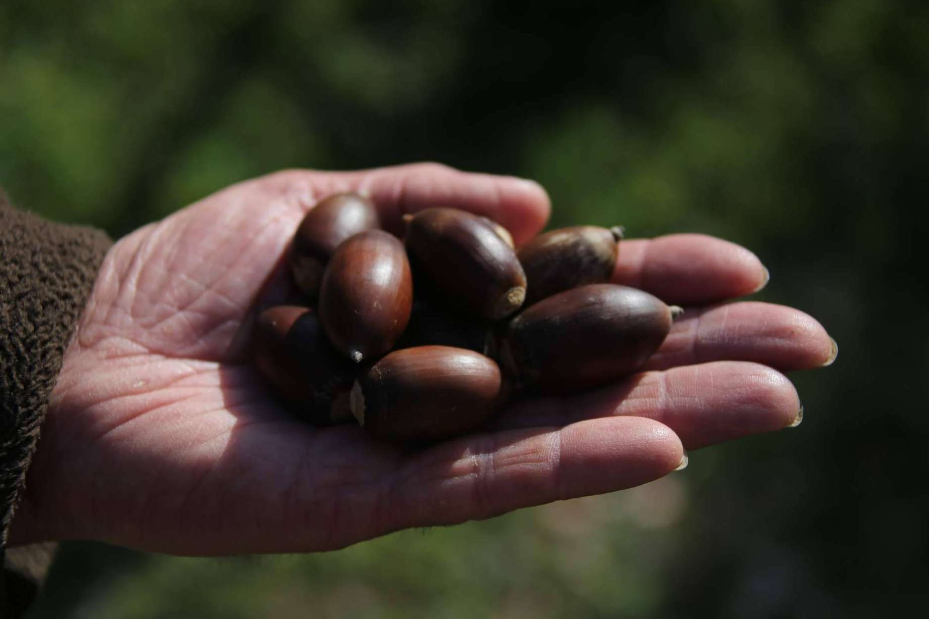 Comprar embutidos e ibéricos sostenibles de calidad de cara a la Navidad de la mano de Don Ibérico