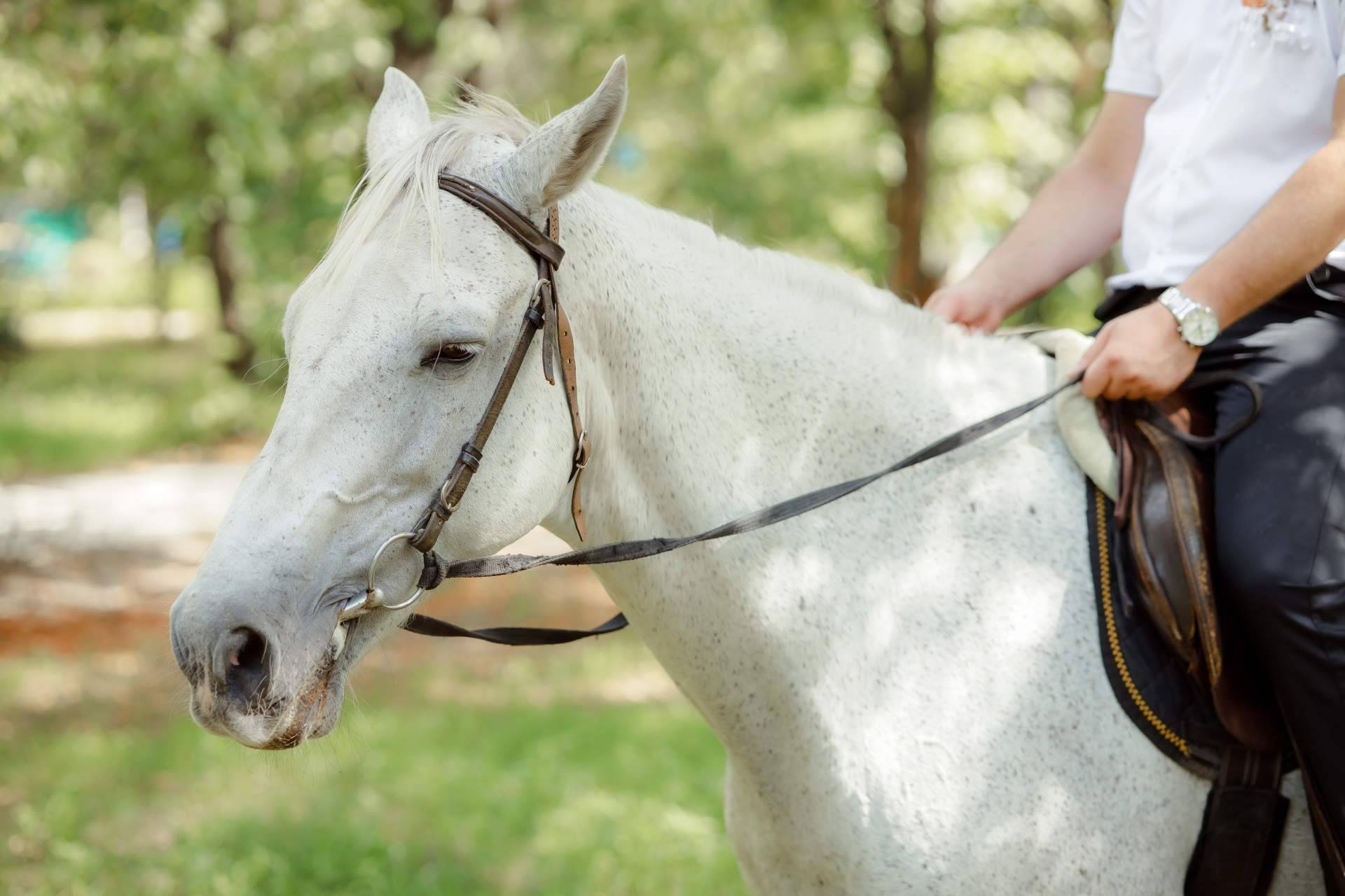 Encontrar un traje corto de hombre para ferias, romerías o montar a caballo en Viva la Feria
